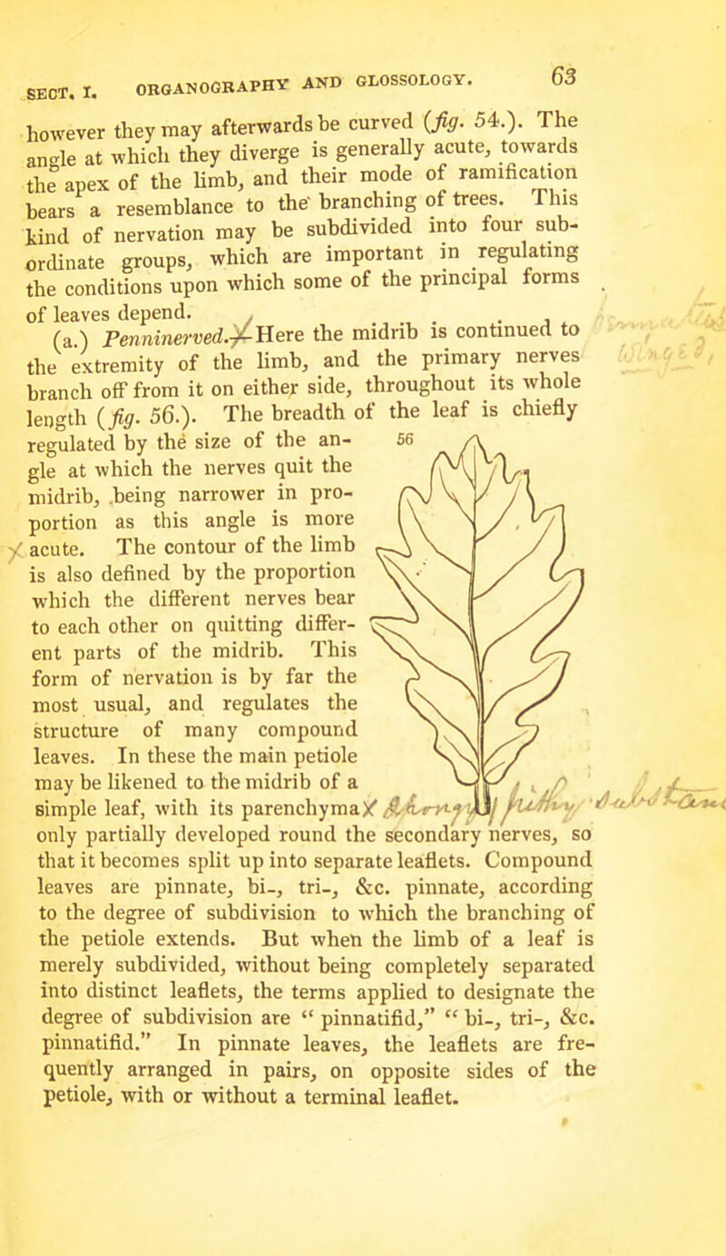 k however they may afterwards he curved {fig. 54.). The angle at which they diverge is generally acute, towards the apex of the Umb, and their mode of ramific^ion bears a resemblance to the' branching of trees. This kind of nervation may be subdivided into four sub- ordinate groups, which are important in regulating the conditions upon which some of the principal forms of leaves depend. , . . • j , (a ) Penninerved.^'H.ere the midrib is continued to the extremity of the limb, and the primary nerves branch off from it on either side, throughout its whole length {fig. 56.). The breadth of the leaf is chiefly regulated by the size of the an- 56 gle at which the nerves quit the midrib, .being narrower in pro- portion as this angle is more acute. The contour of the limb is also defined by the proportion which the different nerves bear to each other on quitting differ- ent parts of the midrib. This form of nervation is by far the most usual, and regulates the structure of many compound leaves. In these the main petiole may be likened to the midrib of a simple leaf, with its only partially developed round the secondary nerves, so that it becomes split up into separate leaflets. Compound leaves are pinnate, bi-, tri-, &c. pinnate, according to the degree of subdivision to ivhich the branching of the petiole extends. But when the limb of a leaf is merely subdivided, without being completely separated into distinct leaflets, the terms applied to designate the degree of subdivision are “ pinnatifid,” “ hi-, tri-, &c. pinnatifid.” In pinnate leaves, the leaflets are fre- quently arranged in pairs, on opposite sides of the petiole, with or without a terminal leaflet.