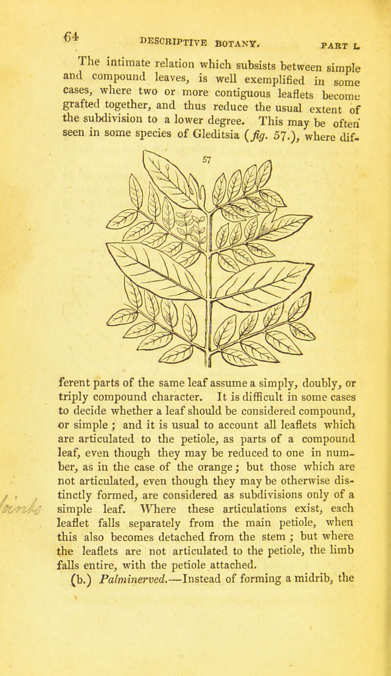 The intimate relation which subsists between simple and compound leaves, is weU exemplified in some cases, where two or more contiguous leaflets become grafted together, and thus reduce the usual extent of the subdivision to a lower degree. This may be often seen in some species of Gleditsia (fig. 5?.), where dif- ferent parts of the same leaf assume a simply, doubly, or triply compound character. It is difficult in some cases to decide whether a leaf should be considered compound, or simple ; and it is usual to account all leaflets which are articulated to the petiole, as parts of a compound leaf, even though they may be reduced to one in num- ber, as in the case of the orange; but those which are not articulated, even though they may be otherwise dis- tinctly formed, are considered as subdivisions only of a simple leaf. Where these articulations exist, each leaflet falls separately from the main petiole, when this also becomes detached from the stem ; but where the leaflets are not articulated to the petiole, the limb falls entire, with the petiole attached. (b.) Palminerved.—Instead of forming a midrib, the