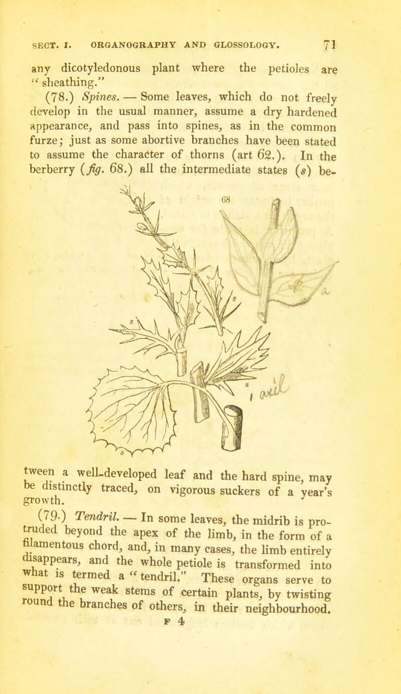 any dicotyledonous plant where the petioles are “ sheathing.” (78.) Spines. — Some leaves, which do not freely develop in the usual manner, assume a dry hardened appearance, and pass into spines, as in the common furze; just as some abortive branches have been stated to assume the character of thorns (art 62.). In the berberry (Jig. 68.) all the intermediate states (#) be- t^ween a well.developed leaf and the hard spine, may be distinctly traced, on vigorous suckers of a year’s growth. (79‘) Tendril. — In some leaves, the midrib is pro- truded beyond the apex of the limb, in the form of a mamentous chord, and, in many cases, the limb entirely sappears, and the whole petiole is transformed into w at IS termed a “ tendril.” These organs serve to support the weak stems of certain plants^ by twisting roun t e branches of others, in their neighbourhood.