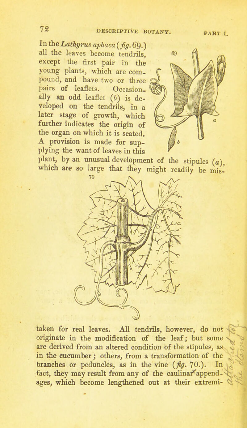 PART I. In ^eLathyrus aphaca (fig. 69.) all the leaves become tendrils, except the first pair in the young plants, which are com- pound, and have two or three pairs of leaflets. Occasion- ally an odd leaflet (b) is de- veloped on the tendrils, in a later stage of growth, which further indicates the origin of the organ on which it is seated. A provision is made for sup- plying the want of leaves in this taken for real leaves. All tendrils, however, do not originate in the modification of the leaf; but some are derived from an altered condition of the stipules, as ^ in the cucumber; others, from a transformation of the ^ branches or peduncles, as in the vine (fig. 70.). In fact, they may result from any of the caulinai’''append-^^^i ages, which become lengthened out at their extremi- ^ x