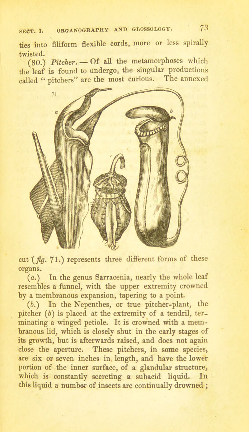 ties into filiform flexible cords, more or less spirally twisted. (80.) Pitcher. — Of all the metamorphoses which the leaf is found to undergo, the singular productions called “ pitchers” are the most curious. The annexed cut 71*) represents three different forms of these organs. (a.) In the genus Sarracenia, nearly the whole leaf resembles a funnel, with the upper extremity crowned by a membranous expansion, tapering to a point. (b.) In the Nepenthes, or true pitcher-plant, the pitcher (6) is placed at the extremity of a tendril, ter- minating a winged petiole. It is crowned with a mem- branous lid, which is closely shut in the early stages of its growth, hut is afterwards raised, and does not again close the aperture. These pitchers, in some species, are six or seven inches in. length, and have the lower portion of the inner surface, of a glandular structure, which is constantly secreting a subacid liquid. In this liquid a number of insects are continually drowned;