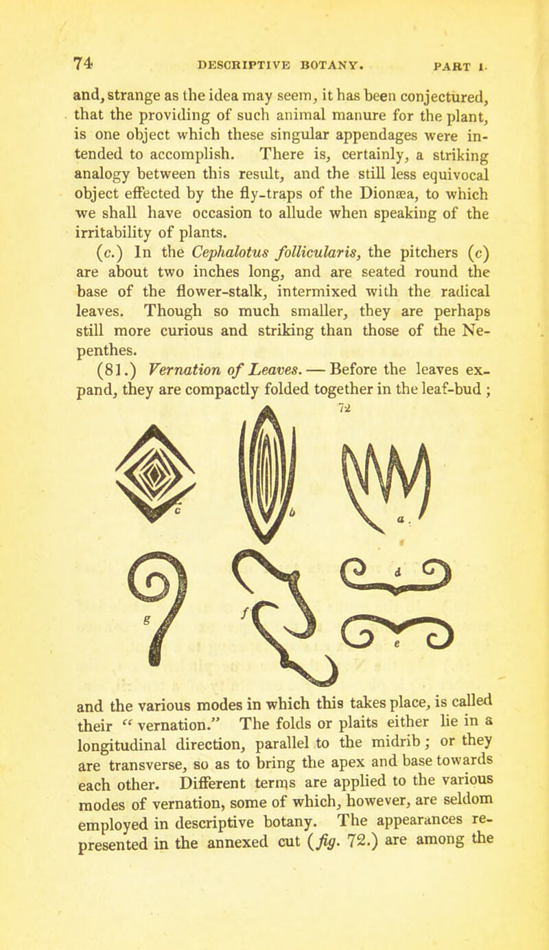 and, strange as the idea may seem, it has been conjectured, that the providing of such animal manure for the plant, is one object which these singular appendages were in- tended to accomplish. There is, certainly, a striking analogy between this result, and the still less equivocal object effected by the fly-traps of the Dionaea, to which we shall have occasion to allude when speaking of the irritability of plants. (c.) In the Cephalotus follicularis, the pitchers (c) are about two inches long, and are seated round the base of the flower-stalk, intermixed with the radical leaves. Though so much smaller, they are perhaps stiU more curious and striking than those of the Ne- penthes. (81.) Vernation of Leaves. — Before the leaves ex- pand, they are compactly folded together in the leaf-bud ; and the various modes in which this takes place, is called their “ vernation.’* The folds or plaits either lie in a longitudinal direction, parallel to the midrib; or they are transverse, so as to bring the apex and base towards each other. Different terms are applied to the various modes of vernation, some of which, however, are seldom employed in descriptive botany. The appearances re- presented in the annexed cut {fig. 72.) are among the
