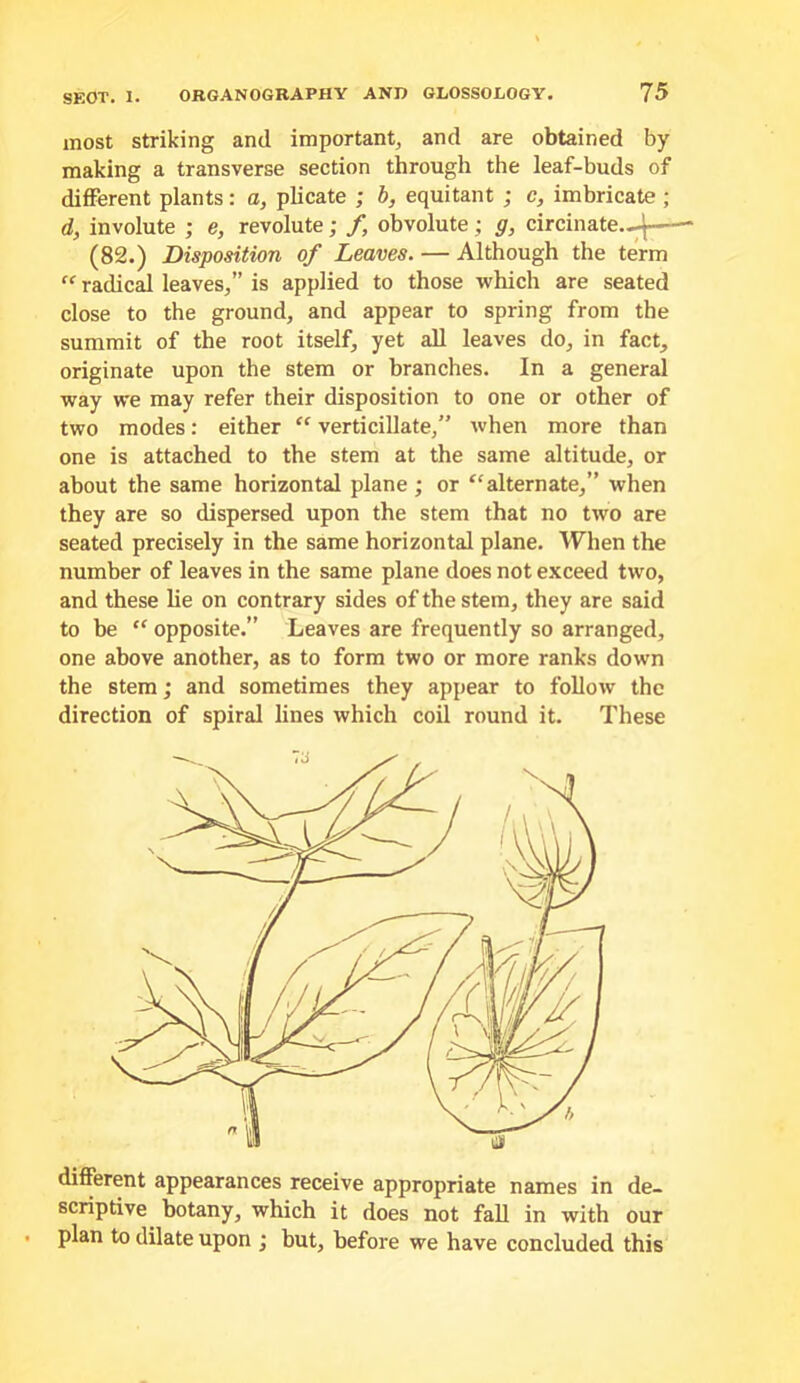 most striking and important, and are obtained by making a transverse section through the leaf-buds of different plants: a, plicate ; b, equitant ; c, imbricate ; d, involute ; e, revolute; f, obvolute; g, circinate..^^— (82.) Disposition of Leaves. — Although the term “ radicd leaves,” is applied to those which are seated close to the ground, and appear to spring from the summit of the root itself, yet all leaves do, in fact, originate upon the stem or branches. In a general way we may refer their disposition to one or other of two modes: either “ verticillate,” when more than one is attached to the stem at the same altitude, or about the same horizontal plane ; or alternate,” when they are so dispersed upon the stem that no two are seated precisely in the same horizontal plane. When the number of leaves in the same plane does not exceed two, and these lie on contrary sides of the stem, they are said to be “ opposite.” Leaves are frequently so arranged, one above another, as to form two or more ranks down the stem; and sometimes they appear to follow the direction of spiral lines which coil round it. These different appearances receive appropriate names in de- scriptive botany, which it does not fall in with our plan to dilate upon ; hut, before we have concluded this