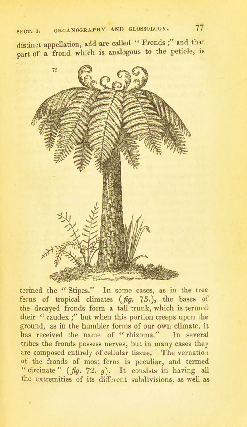 distinct appellation, arid are called “ Frondsand that part of a frond which is analogous to the petiole, is termed the  Stipes.” In some cases, as in the tree ferns of tropical climates {^fig. 75.), the bases of the decayed fronds form a tall trunk, which is termed their “ caudex but when this portion creeps upon the ground, as in the humbler forms of our own climate, it has received the name of “ rhizoma.” In several tribes the fronds possess nerves, but in many cases they are composed entirely of cellular tissue. The vernatio.i of the fronds of most ferns is peculiar, and termed ‘^circinate” 72. g). It consists in having all the extremities of its different subdivisions, as well as