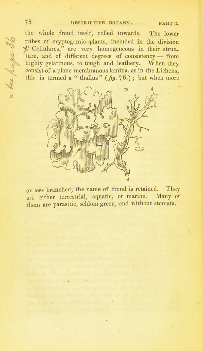 the whole frond itself, rolled inwards. The lower tribes of cryptogamic plants, included in the division 'ff Cellulares,” are very homogeneous in their struc- ' ture, and of different degrees of consistency — from highly gelatinous, to tough and leathery. When they consist of a plane membranous lamina, as in the Lichens, this is termed a “ thallus” {fig. 76.) ; but when more or less branched, the name of frond is retained. They are either terrestrial, aquatic, or marine. Many of them are parasitic, seldom green, and without stomata.