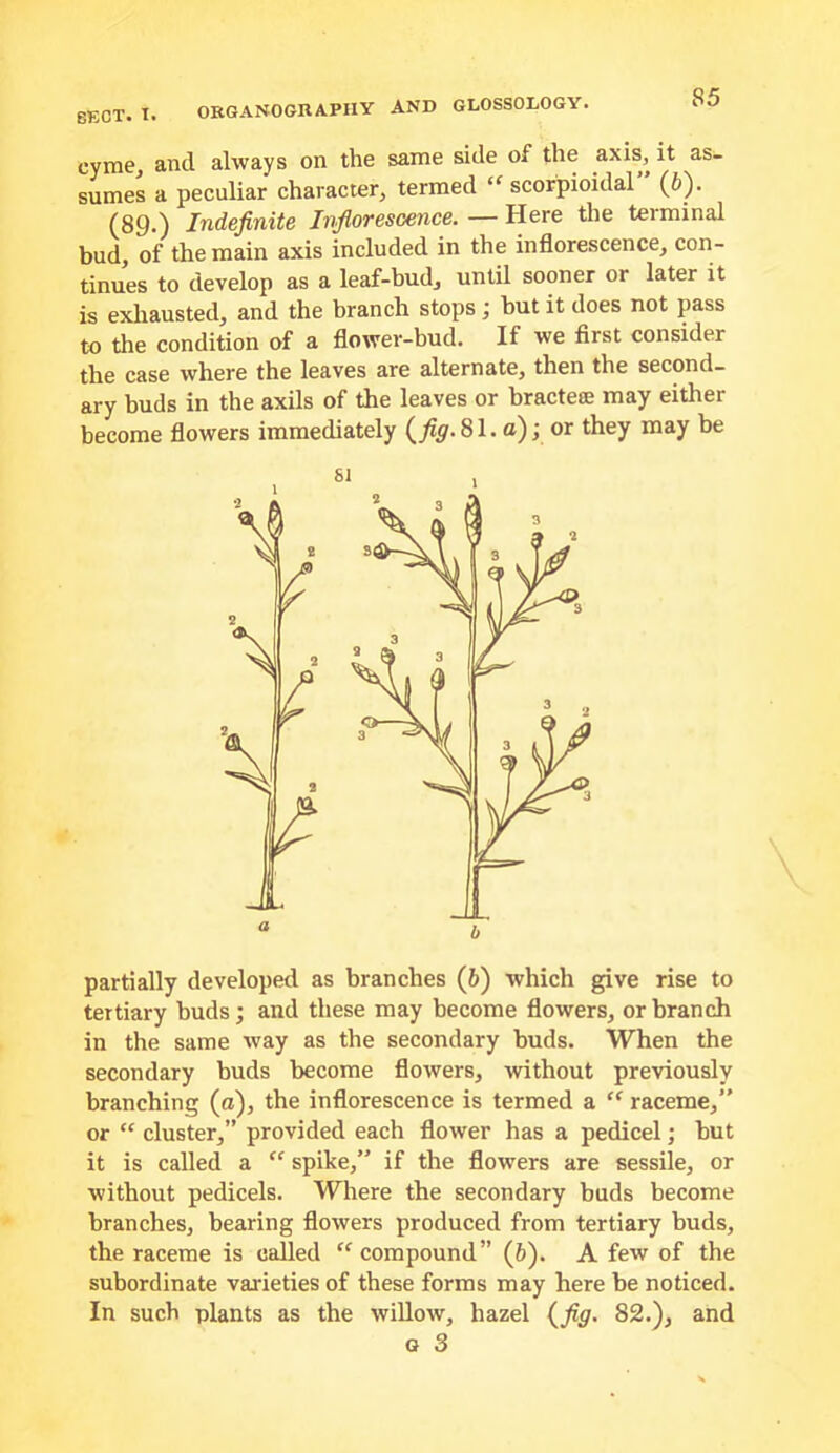 cymCj and always on the same side of the axis, it as- sumes a peculiar character, termed “ scofpioidal (6). (89.) Indefinite Inflorescence. — Here the terminal bud, of the main axis included in the inflorescence, con- tinues to develop as a leaf-bud, until sooner or later it is exhausted, and the branch stops; but it does not pass to the condition of a flower-bud. If we first consider the case where the leaves are alternate, then the second- ary buds in the axils of the leaves or bractese may either become flowers immediately {fig.81. a); or they may be partially developed as branches (6) which give rise to tertiary buds; and these may become flowers, or branch in the same way as the secondary buds. When the secondary buds become flowers, without previously branching (a), the inflorescence is termed a ‘‘ raceme,” or “ cluster,” provided each flower has a pedicel; but it is called a “ spike,” if the flowers are sessile, or without pedicels. Where the secondary buds become branches, bearing flowers produced from tertiary buds, the raceme is called “ compound” (6). A few of the subordinate varieties of these forms may here be noticed. In such plants as the wiUow, hazel {fig. 82.), and a 3
