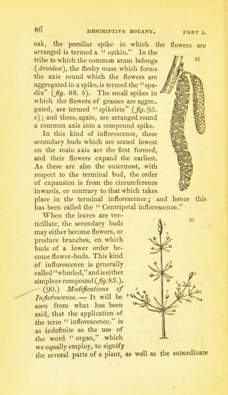 DESCRIPTIVE BOTANY. PART I. oak, the peculiar spike in which the flowers are arranged is termed a “ catkin. In the tribe to which the common arum belongs {Aroidece), the fleshy mass which forms the axis round which the flowers are aggregated in a spike,is termed the '^spa- dix” (^fig. 88. 6). The small spikes in which the flowers of grasses are aggre- gated, are termed ‘^spikelets” {^fig.95. c); and these, again, are arranged round a common axis into a compound spike. In this kind of inflorescence, those secondary buds which are seated lowest on the main axis are the first formed, and their flowers expand the earliest. As these are also the outermost, with respect to the terminal bud, the order of expansion is from the circumference inwards, or contrary to that which takes place in the terminal inflorescence; and hence has been called the “ Centripetal inflorescence.” “WTien the leaves are ver- ticiUate, the secondary buds may either become flowers, or produce branches, on which buds of a lower order be- come flower-buds. This kind of inflorescence is generally called ^‘whorled,” and is either simpleor compound {fig.83.). ^ (90.) Modifications of Inflorescence. — It will be seen from what has been said, that the application of the term “ inflorescence,” is as indefinite as the use of the word ‘‘organ,” which we equally employ, to signify the several parts of a plant, as well as the subordinate this
