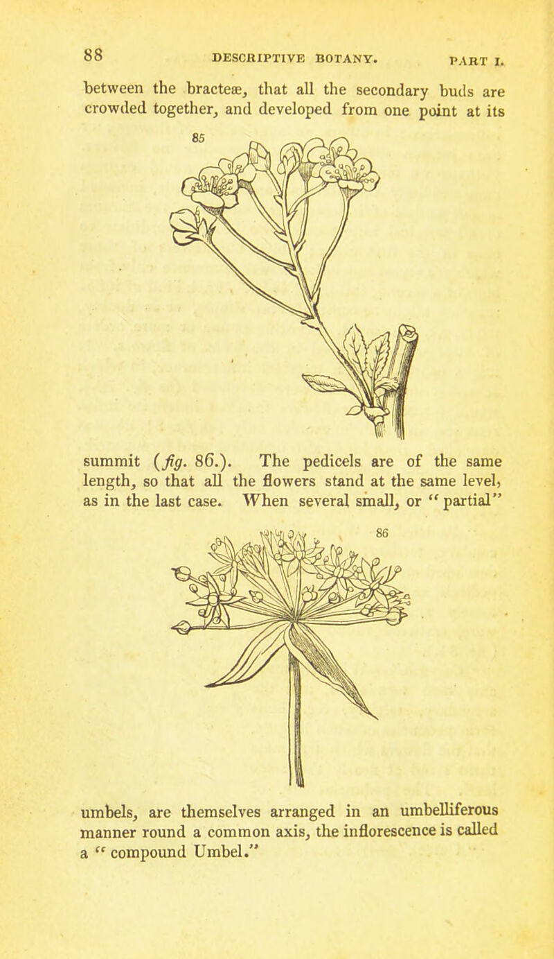 PART I. between the bracteiEj that all the secondary buds are crowded togetherj and developed from one point at its summit {fig. 86.). The pedicels are of the same length, so that all the flowers stand at the same level, as in the last case. When several small, or “ partial” umbels, are themselves arranged in an umhelliferous manner round a common axis, the inflorescence is called a “ compound Umbel.”