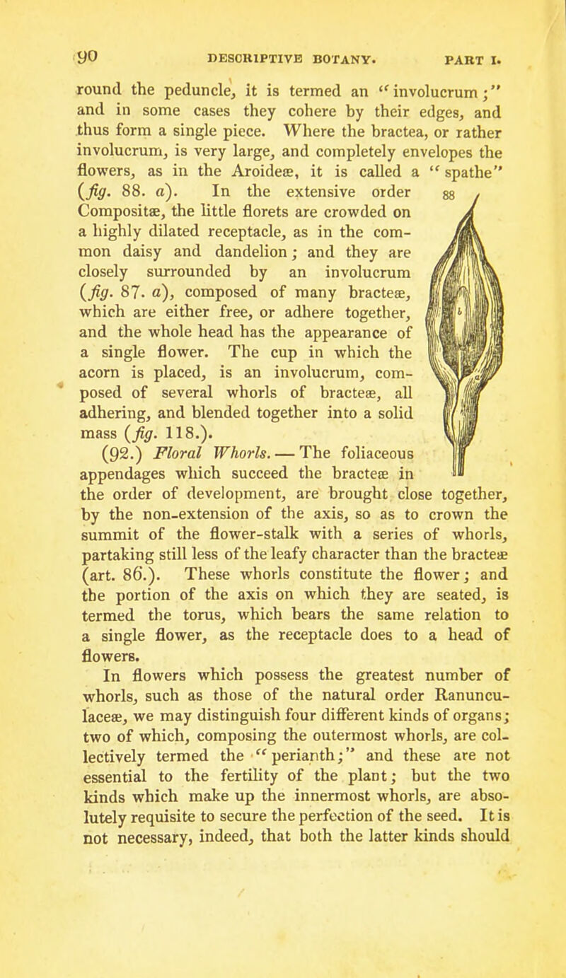 round the peduncle^ it is termed an involucrum; ” and in some cases they cohere hy their edges, and thus form a single piece. Where the bractea, or rather involucrum, is very large, and completely envelopes the flowers, as in the Aroidese, it is called a spathe” (^fig. 88. a). In the extensive order Compositae, the little florets are crowded on a highly dilated receptacle, as in the com- mon daisy and dandelion; and they are closely surrounded by an involucrum i^fig. 87. a), composed of many bracteae, which are either free, or adhere together, and the whole head has the appearance of a single flower. The cup in which the acorn is placed, is an involucrum, com- posed of several whorls of bracteae, all adhering, and blended together into a solid mass {fig. 118.). (92.) Floral Whorls. — The foliaceous appendages which succeed the bracteae in the order of development, are brought close together, by the non-extension of the axis, so as to crown the summit of the flower-stalk with a series of whorls, partaking still less of the leafy character than the bracteae (art. 86.). These whorls constitute the flower; and the portion of the axis on which they are seated, is termed the torus, which bears the same relation to a single flower, as the receptacle does to a head of flowers. In flowers which possess the greatest number of whorls, such as those of the natural order Ranuncu- laceae, we may distinguish four different kinds of organs; two of which, composing the outermost whorls, are col- lectively termed the ■ “ perianth; ” and these are not essential to the fertility of the plant; but the two kinds which make up the innermost whorls, are abso- lutely requisite to secure the perfection of the seed. It is not necessary, indeed, that both the latter kinds should