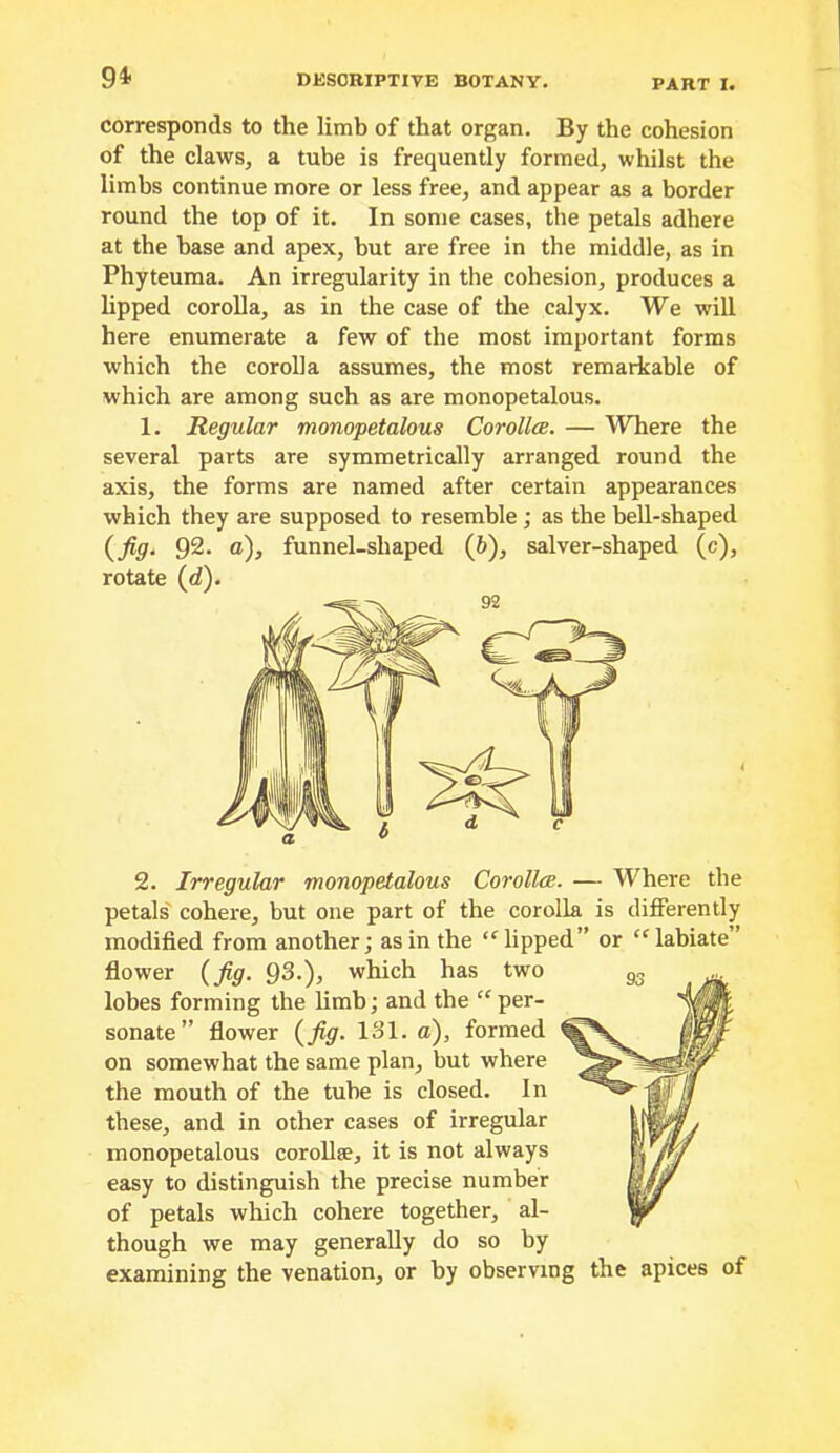 corresponds to the limb of that organ. By the cohesion of the claws, a tube is frequently formed, whilst the limbs continue more or less free, and appear as a border round the top of it. In some cases, the petals adhere at the base and apex, but are free in the middle, as in Phyteuma. An irregularity in the cohesion, produces a Upped corolla, as in the case of the calyx. We will here enumerate a few of the most important forms which the corolla assumes, the most remarkable of which are among such as are monopetalous. 1. Regular monopetalous Corolla. — Where the several parts are symmetrically arranged round the axis, the forms are named after certain appearances which they are supposed to resemble; as the bell-shaped (^fig. 92. c), funnel-shaped (6), salver-shaped (c), rotate (d). 2. Irregular monopetalous Corolla. — Where the petals' cohere, but one part of the corolla is differently modified from another; as in the ‘^lipped” or “labiate” flower {fig. which has two lobes forming the Umb; and the “per- sonate” flower {fig. 131. a), formed on somewhat the same plan, but where the mouth of the tube is closed. In these, and in other cases of irregular monopetalous corollse, it is not always easy to distinguish the precise number of petals which cohere together, al- though we may generally do so by examining the venation, or by observing the apices of