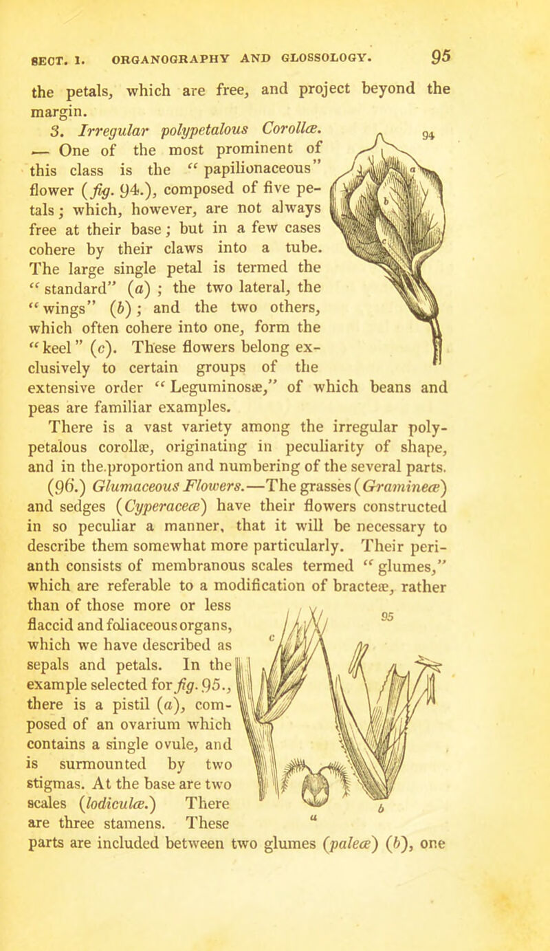 the petals, which are free, and project beyond the margin. 3. Irregular polypetalous Corolla. — One of the most prominent of this class is the “ papilionaceous” flower {^fig. 94.), composed of five pe- tals ; which, however, are not always free at their base; but in a few cases cohere by their claws into a tube. The large single petal is termed the “ standard” (o) ; the two lateral, the “ wings” (6); and the two others, which often cohere into one, form the “ keel ” (c). These flowers belong ex- clusively to certain groups of the extensive order “ Leguminosse,” of which beans and peas are familiar examples. There is a vast variety among the irregular poly- petalous corollse, originating in peculiarity of shape, and in the.proportion and numbering of the several parts. (96.) Glumaceous Flowers.—The grasses ( Gra»?imc<p) and sedges {Cyperacece) have their flowers constructed in so peculiar a manner, that it will be necessary to describe them somewhat more particularly. Their peri- anth consists of membranous scales termed “ glumes,” which are referable to a modification of bractete, rather than of those more or less flaccid and foliaceousorgans, which we have described as sepals and petals. In the example selected torfg. 95., there is a pistil (a), com- posed of an ovarium which contains a single ovule, and is surmounted by two stigmas. At the base are two scales {lodiculce.) There are three stamens. These