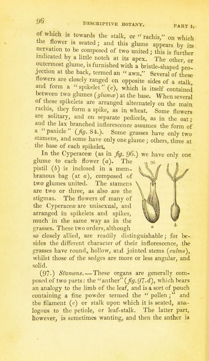 descriptive botany, part I. of which is towards the stalk, or ‘^rachis/’ on which the flower is seated; and this glume appears by its nervation to be composed of two united; this is further indicated by a little notch at its apex. The other or outermost glume, is furnished with a bristle-shaped pro- jection at the back, termed an awn.” Several of these flowers are closely ranged on opposite sides of a stalk and form a “spikelet” (c), which is itself contained between two glumes {glumcB) at the base. When several of these spikelets are arranged alternately on the main rachis, they form a spike, as in wheat. Some flowers are sohtary, and on separate pedicels, as in the oat; and the lax branched inflorescence assumes the form of a '^panicle' {fig. 84.). Some grasses have only two stamens, and some have only one glume; others, three at the base of each spikelet. In the Cyperacese (as in fig. Q6.) we have only one glume to each flower (a). The pistil (6) is inclosed in a mem- branous bag (at a), composed of two glumes united. The stamens are two or three, as also are the stigmas. The flowers of many of the Cyperacese are unisexual, and arranged in spikelets and spikes, much in the same way as in the grasses. These two orders, although so closely allied, are readily distinguishable; for be- sides the different character of their inflorescence, the grasses have round, hollow, and j’ointed stems (culms'), whilst those of the sedges are more or less angular, and solid. (97.) St’amens. — These organs are generally com- posed of two parts: the “anther” (fig. Ql.d), which bears an analogy to the limb of the leaf, and is a sort of pouch containing a fine powder termed the “ pollen; ” and the filament (e) or stalk upon which it is seated, ana- logous to the petiole, or leaf-stalk. The latter part, however, is sometimes wanting, and then the anther is