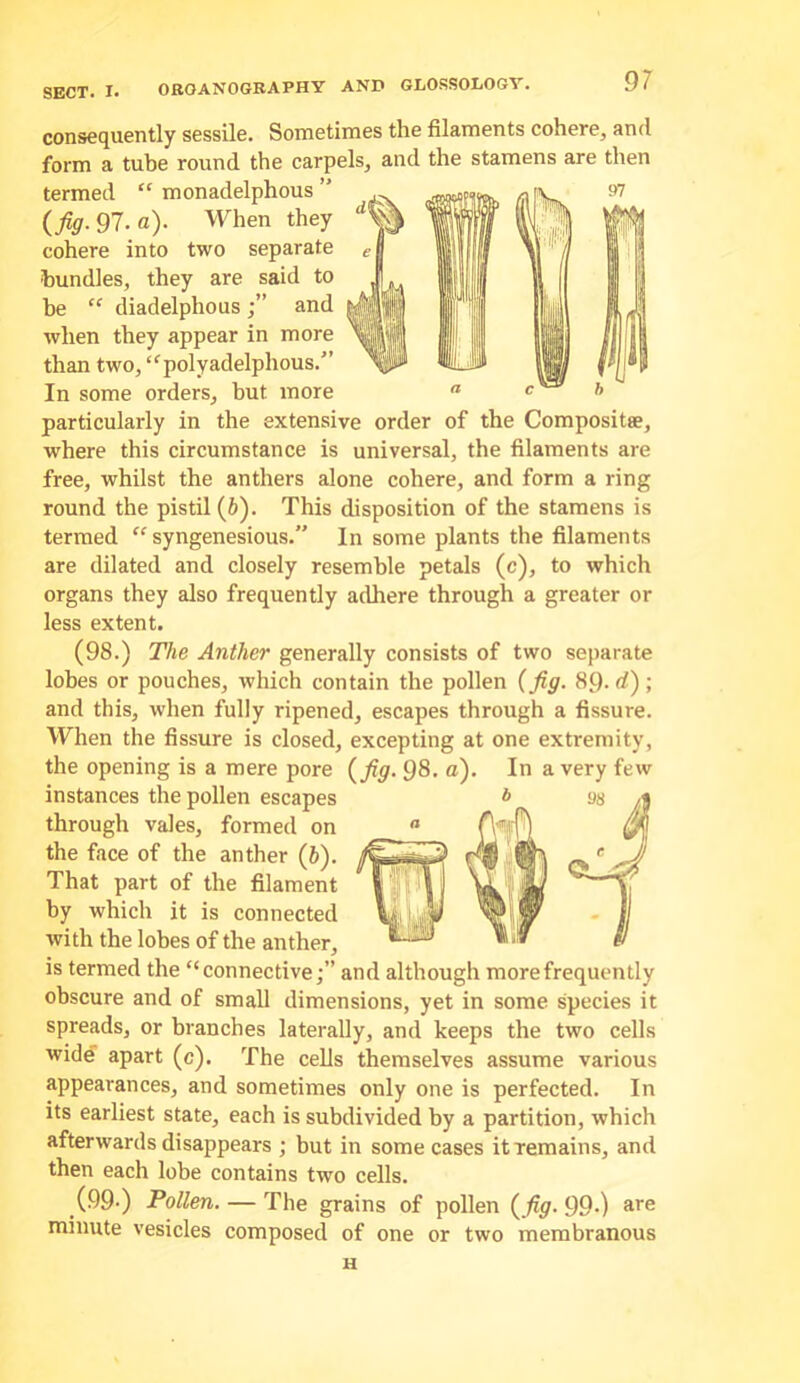 consequently sessile. Sometimes the filaments cohere, and form a tube round the carpels, and the stamens are then termed “ monadelphous ” (fig. 97. a). When they cohere into two separate bundles, they are said to be “ diadelphous and when they appear in more than two, “^polyadelphous.'’ In some orders, but more particularly in the extensive order of the Compositae, where this circumstance is universal, the filaments are free, whilst the anthers alone cohere, and form a ring round the pistil (6). This disposition of the stamens is termed “ syngenesious.” In some plants the filaments are dilated and closely resemble petals (c), to which organs they also frequently adhere through a greater or less extent. (98.) The Anther generally consists of two separate lobes or pouches, which contain the pollen (fig. 8C). d); and this, when fully ripened, escapes through a fissure. When the fissure is closed, excepting at one extremity, the opening is a mere pore (fig. 98. a). In a very few instances the pollen escapes through vales, formed on the face of the anther (6). That part of the filament by which it is connected with the lobes of the anther, is termed the “connectiveand although more frequently obscure and of small dimensions, yet in some species it spreads, or branches laterally, and keeps the two cells widd apart (c). The cells themselves assume various appearances, and sometimes only one is perfected. In its earliest state, each is subdivided by a partition, which afterwards disappears ; but in some cases it remains, and then each lobe contains two cells. (99-) Pollen. — The grains of pollen (fig. 99>) *1’'® minute vesicles composed of one or two membranous H