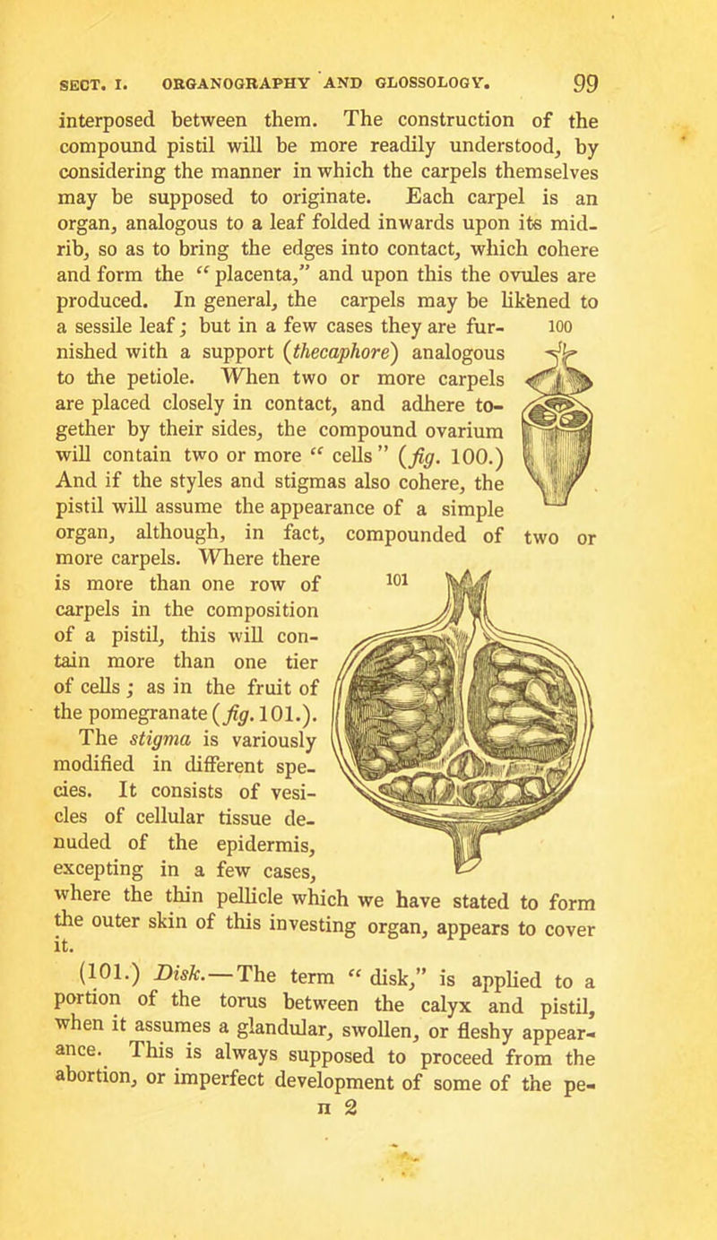 interposed between them. The construction of the compound pistil will he more readily understood, by considering the manner in which the carpels themselves may he supposed to originate. Each carpel is an organ, analogous to a leaf folded inwards upon its mid- rib, so as to bring the edges into contact, which cohere and form the “ placenta,” and upon this the ovules are produced. In general, the carpels may be likfened to a sessile leaf; but in a few cases they are fur- lOO nished with a support {thecaphore) analogous to the petiole. When two or more carpels are placed closely in contact, and adhere to- gether by their sides, the compound ovarium will contain two or more “ cells” {jig. 100.) And if the styles and stigmas also cohere, the pistil will assume the appearance of a simple organ, although, in fact, compounded of two or more carpels. Where there is more than one row of carpels in the composition of a pistil, this will con- tain more than one tier of cells ; as in the fruit of the pomegranate 101.). The stigma is variously modified in different spe- cies. It consists of vesi- cles of cellular tissue de- nuded of the epidermis, excepting in a few cases, where the thin pellicle which we have stated to form the outer skin of this investing organ, appears to cover it. (101.) Disk. The term “ disk,” is applied to a portion of the torus between the calyx and pistil, when it assumes a glandular, swollen, or fleshy appear- ance. This is always supposed to proceed from the abortion, or imperfect development of some of the pe- n 2