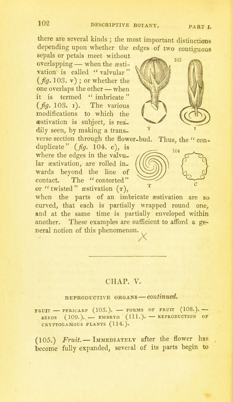 PART I. there are several kinds ; the most important distinctions depending upon whether the edges of two contiguous sepals or petals meet without overlapping — when the aesti- vation is called “ valvular ” (fig. 103. v) ; or whether the one overlaps the other — when it is termed “ imbricate ” (fig. 103. i). The various modifications to which the estivation is subject, is rea'- dily seen, by making a trans- verse section through the flower-hud. duplicate” (fig. 104. c), is where the edges in the valvu- lar aestivation, are rolled in- wards beyond the line of contact. The “contorted” or “ twisted ” aestivation (t), when the parts of an imbricate aestivation are so curved, that each is partially wrapped round one, and at the same time is partially enveloped within another. These examples are sufficient to affbrd a ge- neral notion of this phenomenon. A Thus, the “ con- CHAP. V. reproductive organs—continued. FRUIT PERICARP (105.). FORMS OF FRUIT (108.). SEEDS (109.). EMBRYO (HI.) REPRODUCTION OF CRYPTOGAMOUS PLANTS (114.). (105.) Fruit.— Immediately after the flower has , become fully expanded, several of its parts begin to