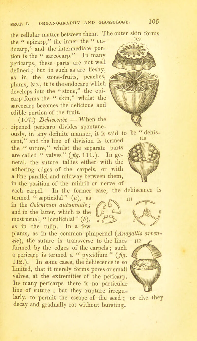 the cellular matter between them. The outer skin forms the “ epicarp/’ the inner the “ en- docarp/’ and the intermediate por- tion is the “ sarcocarp.” In many pericarps, these parts are not well defined ; but in such as are fleshy, as in the stone-fruits, peaches, plums, &c., it is the endocarp which develops into the “ stone,” the epi- carp forms the “ skin,” whilst the sarcocarp becomes the delicious and edible portion of the fruit. (107.) Dehiscence. — When the ripened pericarp divides spontane- ously, in any definite manner, it is said to he “ dehis- cent,” and the line of division is termed tlie “ suture,” whilst the separate parts are called “ valves” 111.). In ge- neral, the suture tallies either with the adhering edges of the carpels, or with a line parallel and midway between them, in the position of the midrib or nerve of each carpel. In the former case, the dehiscence is termed septicidal ” (o), as in the Colchicum autumnale; and in the latter, ivhich is the most usual, loculicidal” (6), as in the tulip. In a few plants, as in the common pimpernel (Anagallis arven~ sis), the suture is transverse to the lines 112 formed by the edges of the carpels; such a pericarp is termed a “ pyxidium ” {fg. 112.). In some cases, the dehiscence is so limited, that it merely forms pores or small valves, at the extremities of the pericarp. In* many pericarps there is no particular line of suture ; but they rupture irregu- larly, to permit the escape of the seed; or else they decay and gradually rot without bursting.