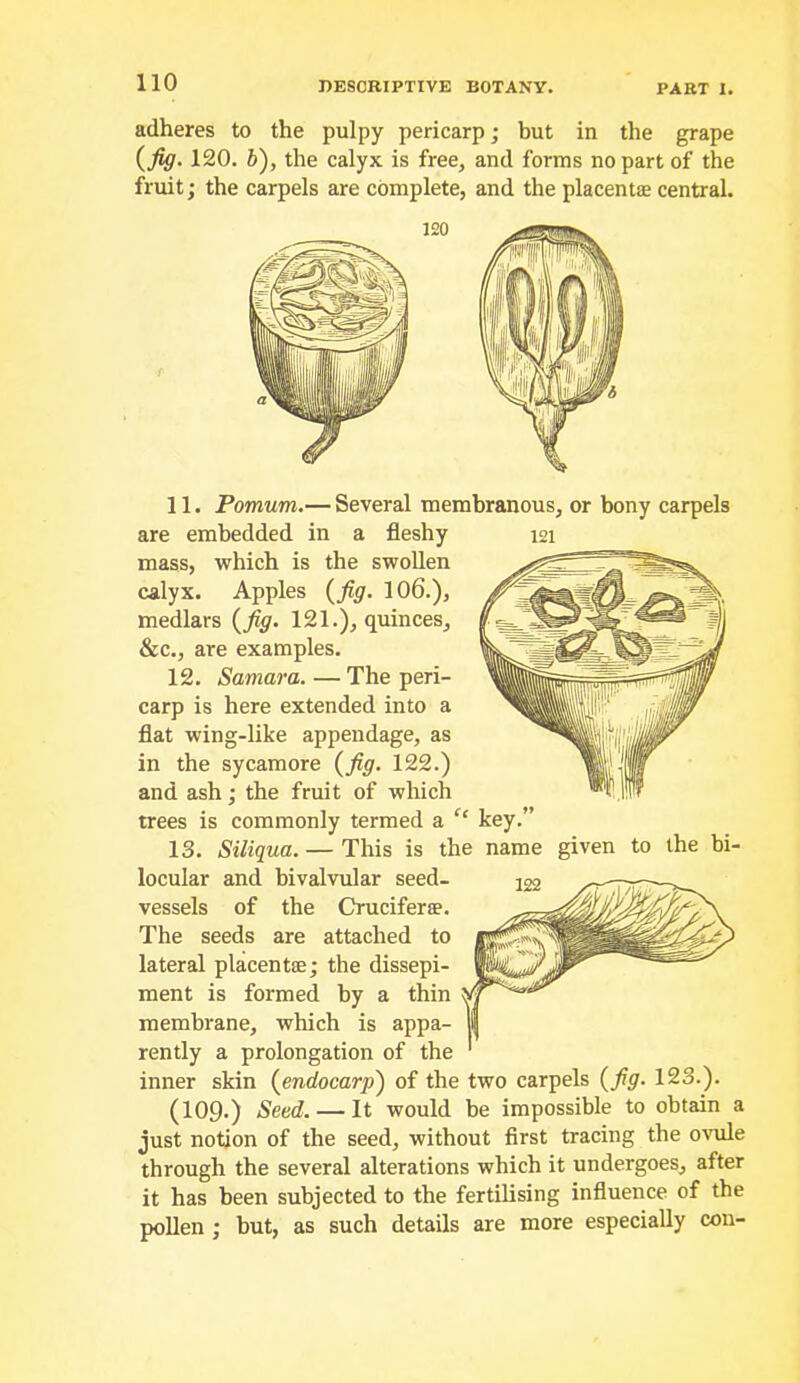 adheres to the pulpy pericarp; but in the grape {fig. 120. V), the calyx is free, and forms no part of the fruit; the carpels are complete, and the placentae central. 11. Pomum.— Several membranous, or bony carpels are embedded in a fleshy 121 mass, which is the swollen calyx. Apples {fig. IO6.), medlars {jig. 121.), quinces, &c., are examples. 12. Samara. — The peri- carp is here extended into a flat wing-like appendage, as in the sycamore {fig. 122.) and ash; the fruit of which trees is commonly termed a “ key.” 13. Siliqua. — This is the name given to the bi- locular and bivalvular seed- vessels of the Cruciferae. The seeds are attached to lateral placentae; the dissepi- ment is formed by a thin membrane, which is appa- rently a prolongation of the inner skin {endocarp') of the two carpels {fig. 123.). (109.) Seed. — It would be impossible to obtain a just notion of the seed, without first tracing the ovule through the several alterations which it undergoes, after it has been subjected to the fertilising influence of the pollen ; but, as such details are more especially con-