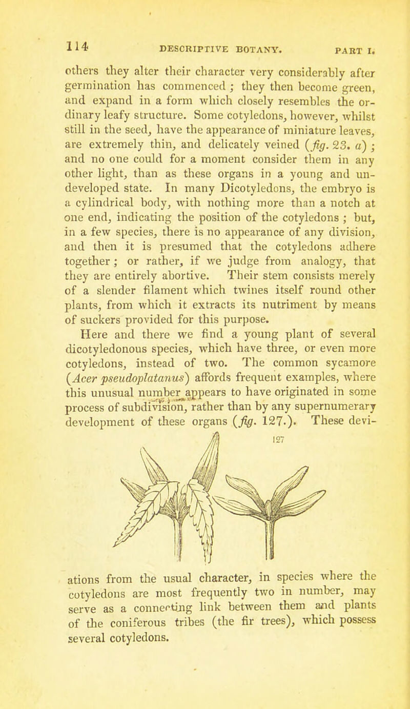 Others they alter their character very considerably after germination has commenced ; they then become green, and expand in a form which closely resembles the or- dinary leafy structure. Some cotyledons^ however, whilst still in the seed, have the appearance of miniature leaves, are extremely thin, and delicately veined {fig. 23, a) ; and no one could for a moment consider them in any other light, than as these organs in a young and un- developed state. In many Dicotyledons, the embryo is a cylindrical body, with nothing more than a notch at one end, indicating the position of the cotyledons ; but, in a few species, there is no appearance of any division, and then it is presumed that the cotyledons adhere together; or rather, if we judge from analogy, that they are entirely abortive. Their stem consists merely of a slender filament which twines itself round other plants, from which it extracts its nutriment by means of suckers provided for this purpose. Here and there we find a young plant of several dicotyledonous species, which have three, or even more cotyledons, instead of two. The common sycamore (Acer pseudoplatanus) affords frequent examples, where this unusual number appears to have originated in some process of subdi^sion, rather than by any supernumerary development of these organs (fig. 12 7-). These devi- ations from the usual character, in species where the cotyledons are most frequently two in number, may serve as a connecting link between them and plants of the coniferous tribes (the fir trees), which possess several cotyledons.