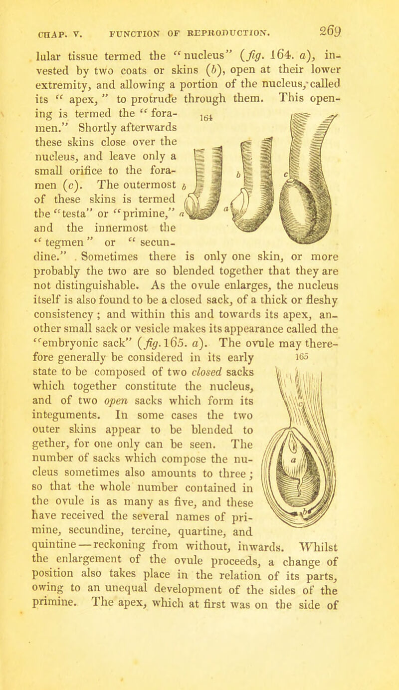 lular tissue termed the ‘^nucleus” (^fig. 164. a), in- vested by two coats or skins (6), open at their lower extremity, and allowing a portion of the nucleus,*called its “ apex, ” to protrude through them. This open- ing is termed the “ fora- men.” Shortly afterwards these skins close over the nucleus, and leave only a small orifice to the fora- men (c). The outermost * of these skins is termed the'^testa” or ^^primine,” and the innermost the “ tegmen ” or “ secun- dine.” . Sometimes there is only one skin, or more probably the two are so blended together that they are not distinguishable. As the ovule enlarges, the nucleus itself is also found to be a closed sack, of a thick or fleshy consistency ; and within this and towards its apex, an- other small sack or vesicle makes its appearance called the “■embryonic sack” {fig.\G5. a). The ovule may there- fore generally be considered in its early 165 state to be composed of two dosed sacks which together constitute the nucleus, and of two open sacks which form its integuments. In some cases the two outer skins appear to be blended to gether, for one only can be seen. The number of sacks which compose the nu- cleus sometimes also amounts to three; so that the whole number contained in the ovule is as many as five, and these have received the several names of pri- mine, secundine, tercine, quartine, and quin tine —reckoning from without, inwards. 'Whilst the enlargement of the ovule proceeds, a change of position also takes place in the relation of its parts, owing to an unequal development of the sides of the primine. The apex, which at first was on the side of