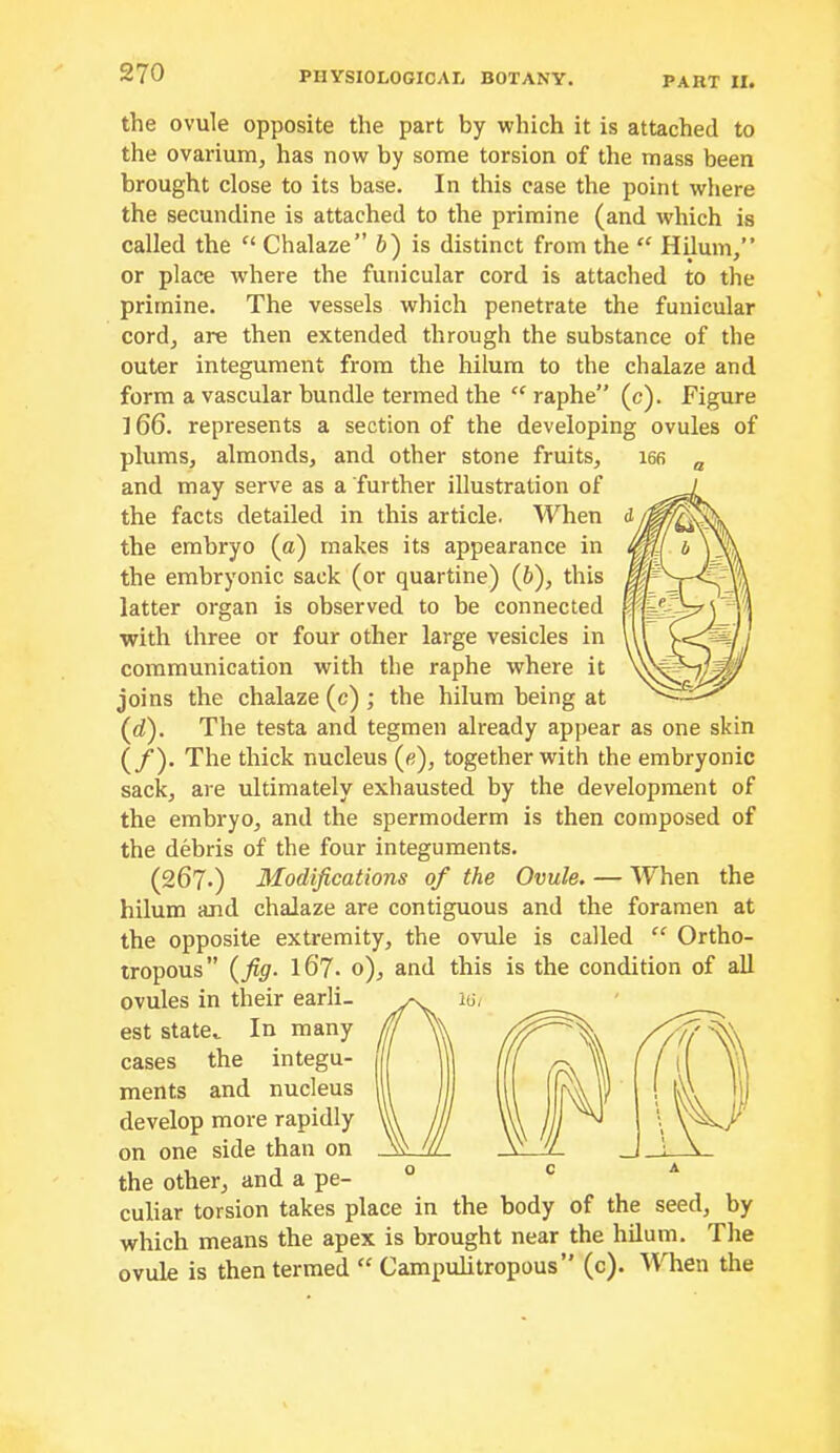 PART II. the ovule opposite the part by which it is attached to the ovarium, has now by some torsion of the mass been brought close to its base. In this case the point where the secundine is attached to the primine (and which is called the “ Chalaze” &) is distinct from the “ Hilum,” or place where the funicular cord is attached to the primine. The vessels which penetrate the funicular cord, are then extended through the substance of the outer integument from the hilum to the chalaze and form a vascular bundle termed the “ raphe” (c). Figure 166. represents a section of the developing ovules of plums, almonds, and other stone fruits, i6fi ^ and may serve as a further illustration of the facts detailed in this article. When the embryo (a) makes its appearance in the embryonic sack (or quartine) (6), this latter organ is observed to be connected with three or four other large vesicles in communication with the raphe where it joins the chalaze (c) ; the hilum being at (d). The testa and tegmen already appear as one skin (/). The thick nucleus (e), together with the embryonic sack, are ultimately exhausted by the development of the embryo, and the spermoderm is then composed of the debris of the four integuments. (267.) Modifications of the Ovule. — When the hilum and chalaze are contiguous and the foramen at the opposite extremity, the ovule is called “ Ortho- tropous” {fig. l6’7. o), and this is the condition of all ovules in their earli- lot est state.. In many /y \ cases the integu- 1/ |1|| ments and nucleus HI develop more rapidly 0x1 one side than on 'H. the other, and a pe- ° culiar torsion takes place in the body of the seed, by which means the apex is brought near the hilum. The ovule is then termed “ Campulitropous” (c). When the
