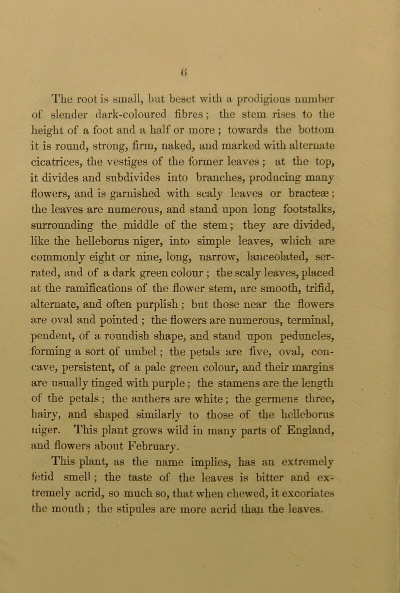 The root is small, hut beset with a prodigious uumber of slender dark-coloured fibres; the stem rises to the height of a foot and a half or more ; towards the bottom it is round, strong, firm, naked, and marked with alternate cicatrices, the vestiges of the former leaves ; at the top, it divides and subdivides into branches, producing many flowers, and is garnished with scaly leaves or bracteae; the leaves are numerous, and stand upon long footstalks, surrounding the middle of the stem; they are divided, like the helleborus niger, into simple leaves, which are commonly eight or nine, long, narrow, lanceolated, ser- rated, and of a dark green colour; the scaly leaves, placed at the ramifications of the flower stem, are smooth, trifid, alternate, and often purplish ; but those near the flowers are oval and pointed ; the flowers are numerous, terminal, pendent, of a roundish shape, and stand upon peduncles, forming a sort of umbel; the petals are five, oval, con- cave, persistent, of a pale green colour, and their margins are usually tinged with purple; the stamens are the length of the petals ; the anthers are white; the germens three, hairy, and shaped similarly to those of the helleborus niger. This plant grows wild in many parts of England, and flowers about February. This plant, as the name implies, has an extremely fetid smell; the taste of the leaves is bitter and ex- tremely acrid, so much so, that when chewed, it excoriates the mouth; the stipules are more acrid than the leaves.