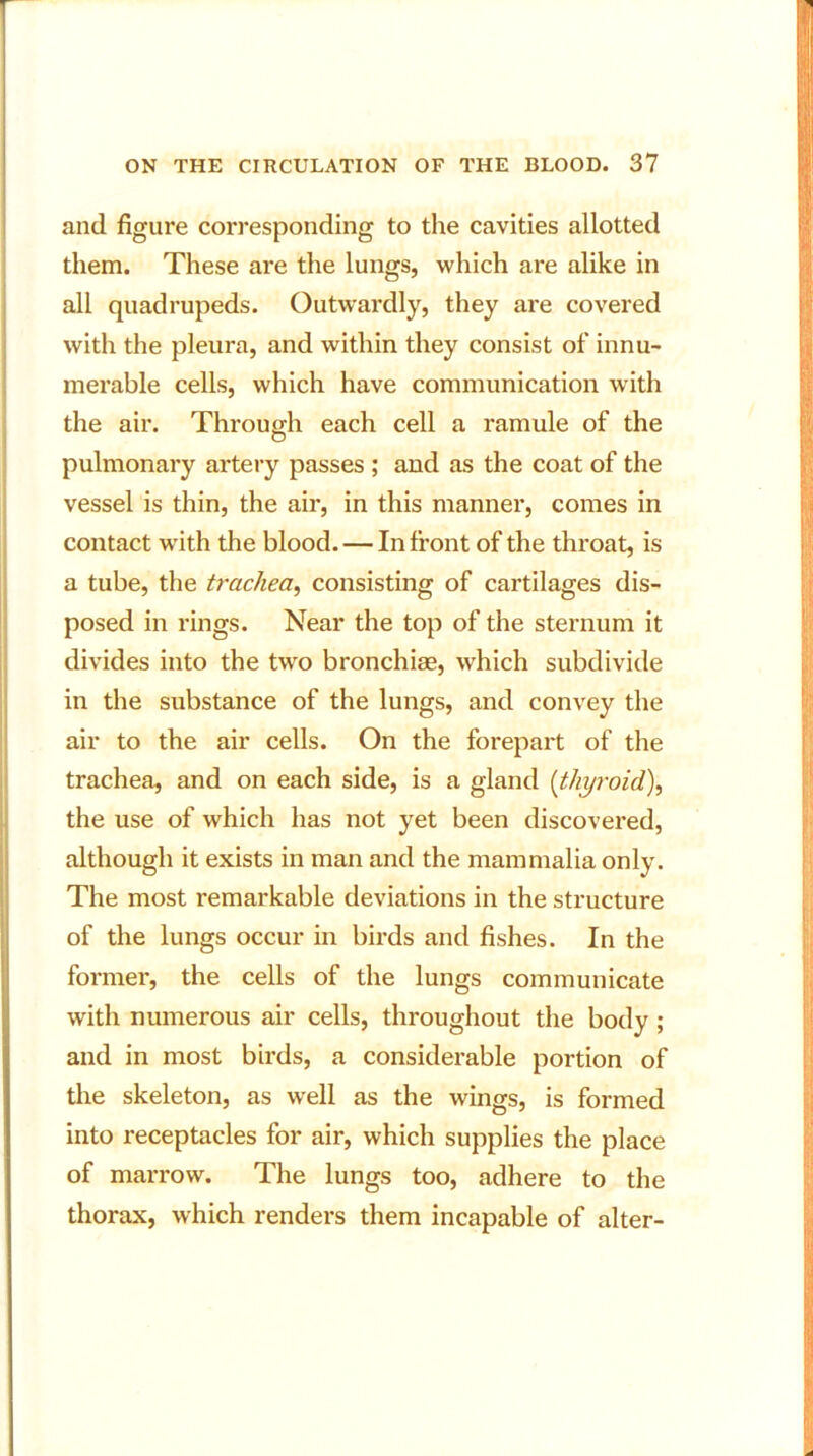 and figure corresponding to the cavities allotted them. These are the lungs, which are alike in all quadrupeds. Outwardly, they are covered with the pleura, and within they consist of innu- merable cells, which have communication with the air. Through each cell a ramule of the pulmonary artery passes ; and as the coat of the vessel is thin, the air, in this manner, comes in contact with the blood. — In front of the throat, is a tube, the trachea, consisting of cartilages dis- posed in rings. Near the top of the sternum it divides into the two bronchiae, which subdivide in the substance of the lungs, and convey the air to the air cells. On the forepart of the trachea, and on each side, is a gland (thyroid), the use of which has not yet been discovered, although it exists in man and the mammalia only. The most remarkable deviations in the structure of the lungs occur in birds and fishes. In the former, the cells of the lungs communicate with numerous air cells, throughout the body ; and in most birds, a considerable portion of the skeleton, as well as the wings, is formed into receptacles for air, which supplies the place of marrow. The lungs too, adhere to the thorax, which renders them incapable of alter-