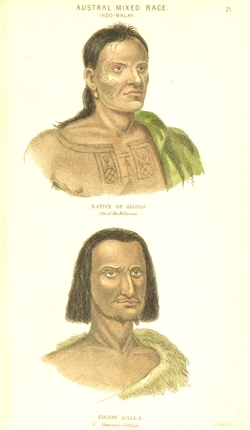 AUSTRAL MIXED RACE. I N DO-M A LAY. NATIVE OF GILOLO One-of the Moluccas. LD.TOW GAL LA Ou/c aso-h 'thiop.