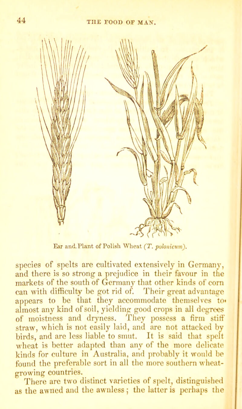 Ear and. Plant of Polish Wlieat (T. pulonicum). species of spelts are cultivated extensively in Germany, and there is so strong a prejudice in their favour in the markets of the south of Germany that other kinds of corn can with difficulty be got rid of. Their great advantage appears to be that they accommodate themselves to< almost any kind of soil, yielding good crops in all degrees of moistness and dryness. They possess a firm stiff straw, which is not easily laid, and are not attacked by birds, and are less liable to smut. It is said that spelt wheat is better adapted than any of the more delicate kinds for culture in Australia, and probably it would be found the preferable sort in all the more southern wheat- growing countries. There arc two distinct varieties of s])elt, distinguished as the awned and the awnless; the latter is pcrhaj)s the