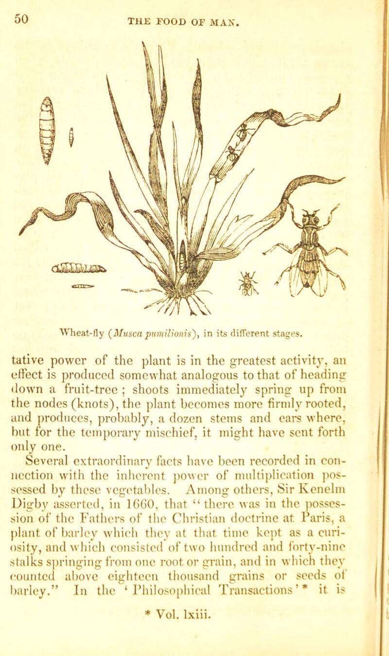 Wheat-fly (Alusca puniilionis'), in its difTerent stages. tative power of the plant is in the greatest activit)^ an effect is produced somewhat analogous to that of heading down a fruit-tree ; shoots immediately spring up from the nodes (knots), the plant becomes more firndy rooted, and produces, probably, a dozen stems and ears where, but for the temporary mischief, it might have sent forth only one. Several extraordinary fliets have been recorded in con- nection with the inherent jiower of nndtiplication pos- sessed by these vegetables. Among others. Sir Kenelin Digby iisscrted, in KiGO, that “ there was in the ])osses- sion of the Fathers of the Christian doctrine at Paris, a plant of barley which they at that time kept as a curi- osity, and which consisted of two hundred and forty-nine stalks springing from one root or grain, and in which they counted al)ove eighteen thousand grains or seeds of barley.” In the ‘Philosophical Transactions’* it is * Vol. Ixiii.