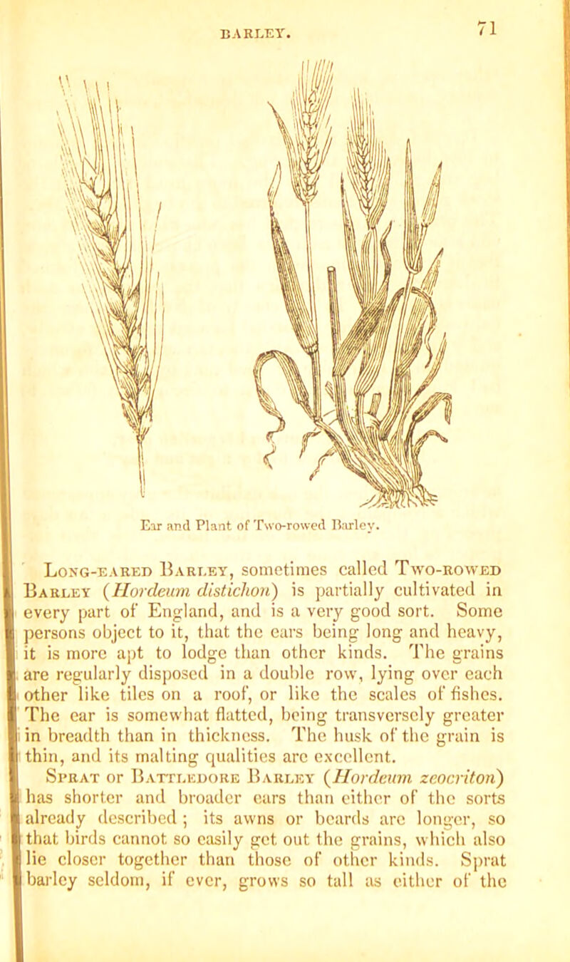 Ear and Plant of Two-rowed Parley. Long-eared Bari.ey, sometimes called Two-rowed Eareey {Hordeum distichon) is partially cultivated in every part of England, and is a very good sort. Some persons object to it, that the ears being long and heavy, it is more apt to lodge than other kinds. The grains are regularly disposed in a double row, lying over each other like tiles on a roof, or like the scales of fishes. The ear is somewhat flatted, being transversely greater in breadth than in thickness. The husk of the grain is thin, and its malting qualities are e.xcellent. Sprat or Batteedore Barley (Hordeum zeocritoii) has shorter and broader cars than either of the sorts already described ; its awns or beards arc longer, so that birds cannot so easily get out the grains, which also lie closer together than those of other kinds. Sprat barley seldom, if ever, grows so tall as either of the