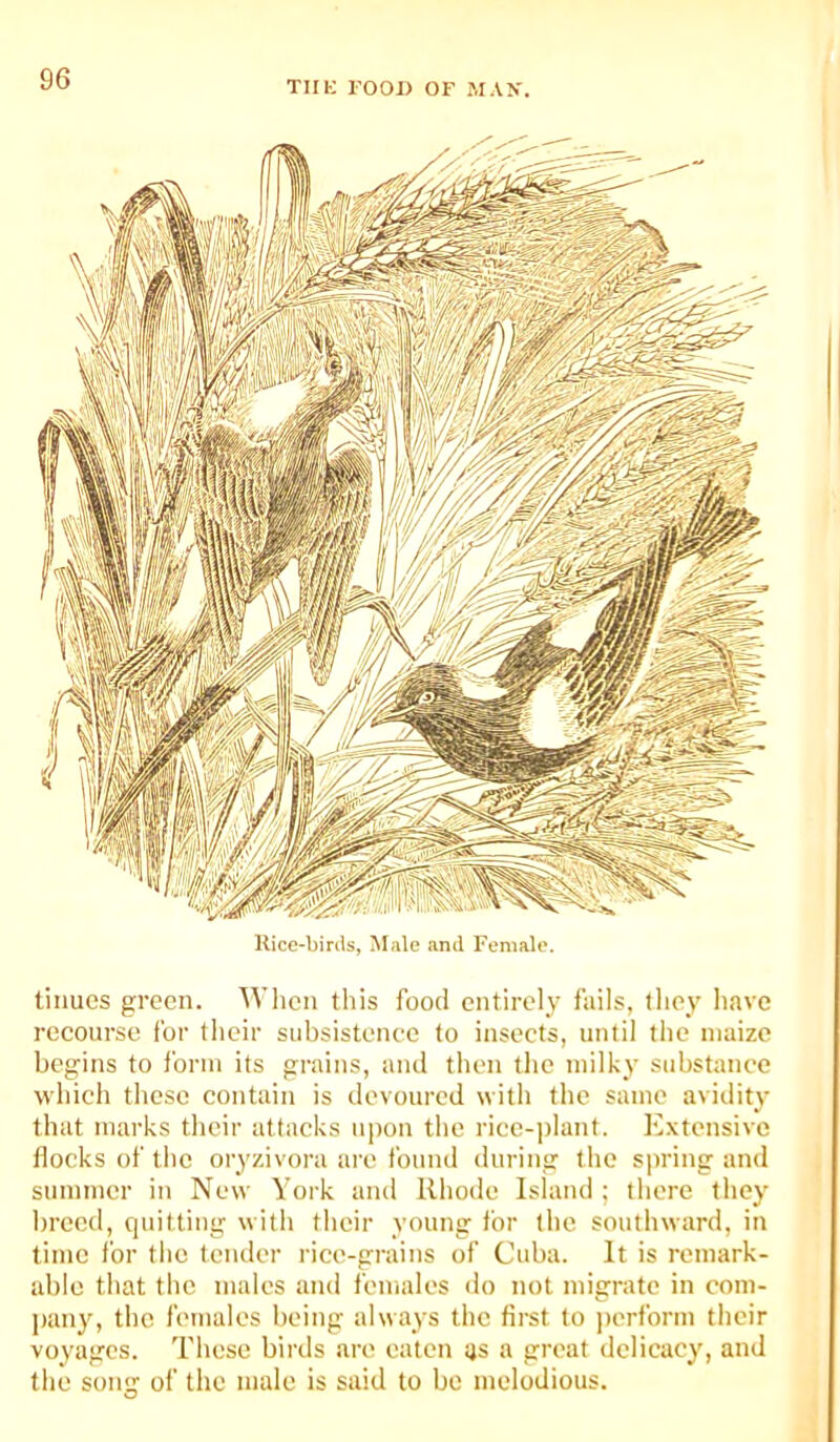 TIIK FOOD OF MAX. Rice-binls, Male and Female. tiiiues green. Wlien this food entirely fails, tliey have recourse for their siibsistenee to inseets, until the maize begins to I'orin its grains, and then the milky substance which these contain is devoured with the same avidity that marks their attacks upon the rice-plant. I'^xtensive docks of the oryzivora are found during the spring and summer in New York and Rhode Island ; there they breiid, quitting with their young tor the southward, in time for the tender riee-grains of Cuba. It is reniark- abio that the males and females do not migrate in com- pany, the females being always the firet to |)erforin their voyages. These birds are eaten us a great dclieacy, and the song of the male is said to be melodious.