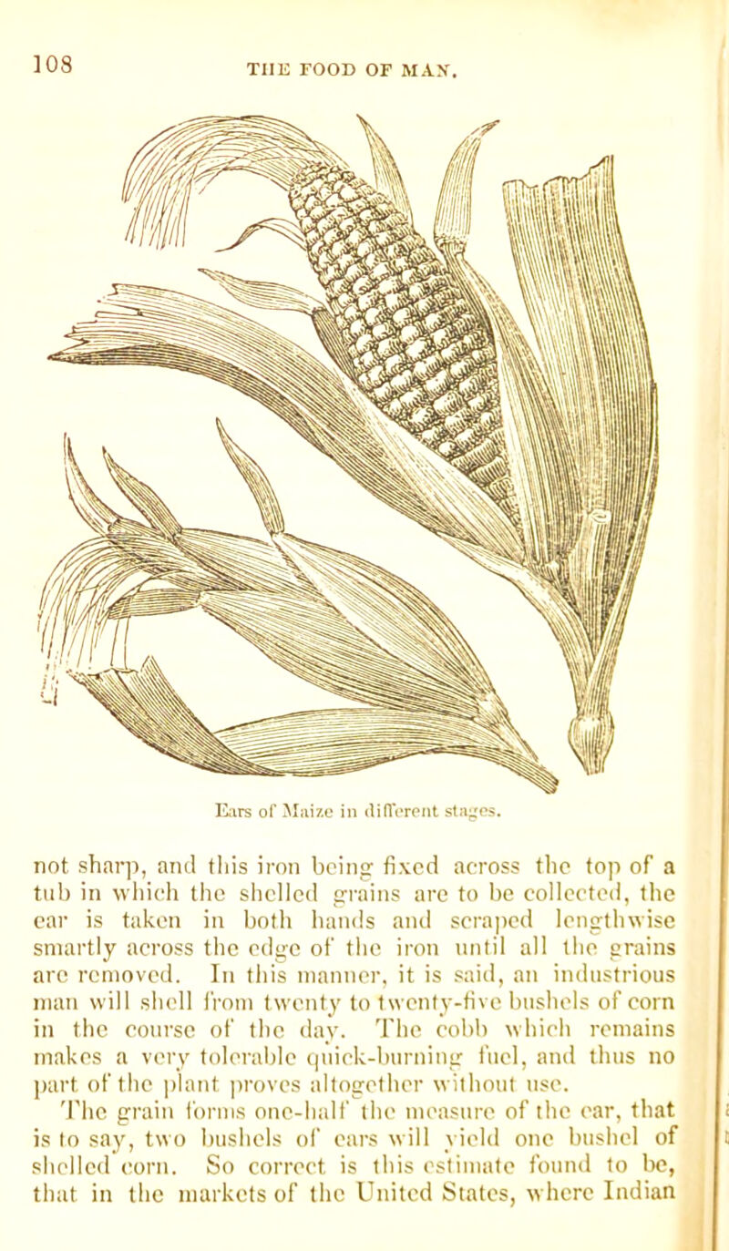 luirs of ^laize in diflVront staj;os. not shai']), aiul this iron bcinpr fixed across the top of a tub in vvhieh the slicllcd ffrains are to be collected, the ear is taken in both hands and scraped lengthwise smartly across the edge of the iron nntil all the grains arc removed. In this manner, it is .«aid, an industrious man will shell I'rom twenty to twenty-five bushels of corn in the course of the day. The eobb which remains makes a very tolerable (juiek-biirning fuel, and thus no part of the i)lant proves altogether without use. 'J'he grain forms one-half the measure of the ear, that is to say, two bushels ol‘ ears will yield one bushel of shelled corn. So correct is this estimate found to be, that in the markets of the United States, where Indian
