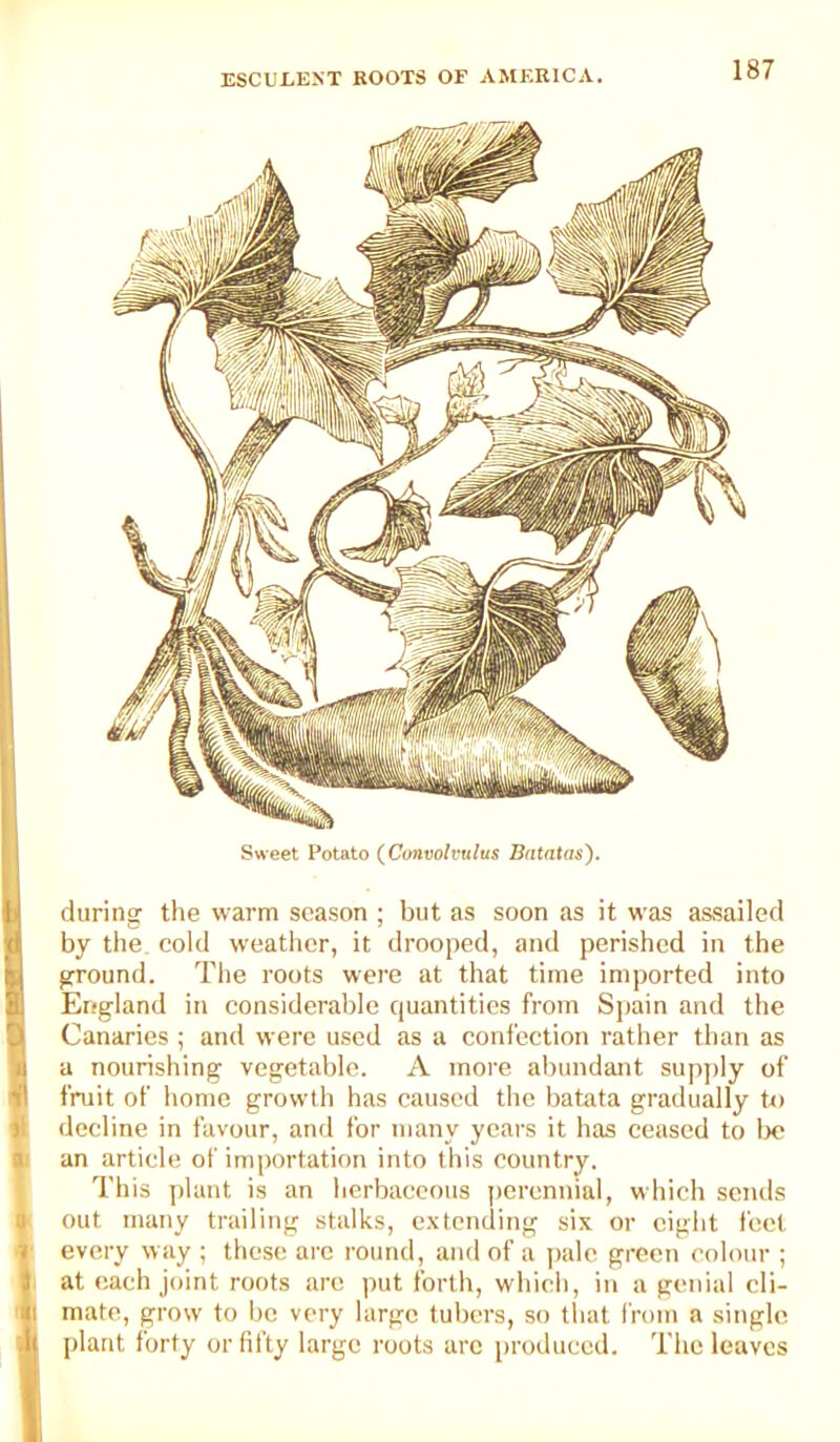 Sweet Potato (^Convolvulus BataUis'). 1 during the warm season ; but as soon as it was assailed I by the cold weather, it drooped, and perished in the n ground. The roots were at that time imported into I Etfgland in considerable quantities from Spain and the D Canaries ; and were used as a confection rather than as U a nourishing vegetable. A more altundant supply of W fruit of home growth has caused the batata gradually jl decline in favour, and for many years it has ceased to lx* ■: an article of importation into this country. This plant is an herbaceous perennial, which semis n out many trailing stalks, extending six or eight feet r every way ; these arc round, and of a pale green colour ; t at each joint roots are put forth, which, in a genial eli- li mate, grow to he very largo tubers, so that from a single ^ plant forty or fifty large roots arc produced. The leaves