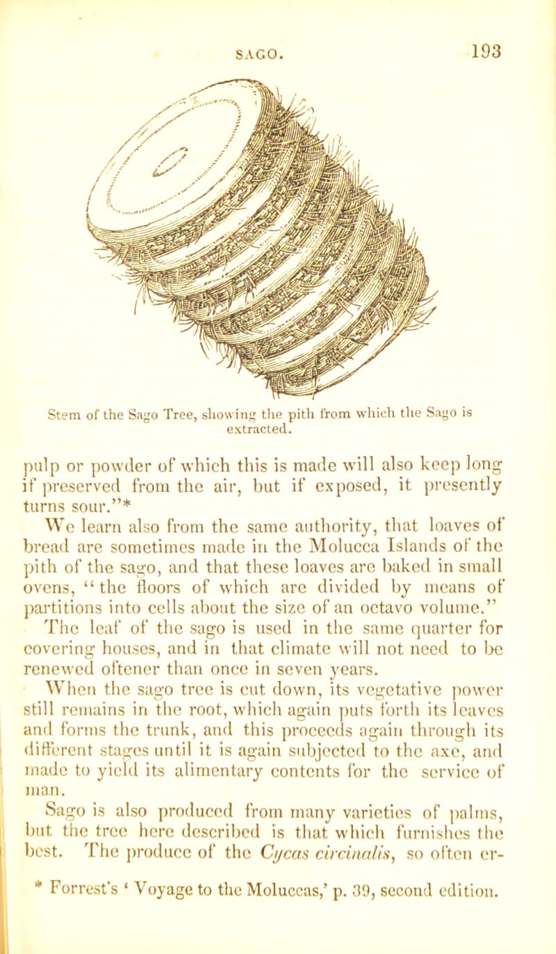 Stem of the Sago Tree, showing the pith from which the Sago is extracted. pulp or powder of which this is made will also keep long if preserved from the air, but if exposed, it presently turns sour.”* We learn also from the same authority, that loaves of brcail are sometimes made in the Molucca Islands of the pith of the sago, and that these loaves are baked in small ovens, “the floors of which arc divided hy means of partitions into cells about the size of an octavo volume.” The leaf of the sago is used in the same quarter for covering houses, and in that climate will not need to lx; renewed oftener than once in seven years. When the sago tree is cut down, its vegetative power still remains in the root, which again puts forth its loaves and forms the trunk, and this proceeds again through its I diftcrent stages until it is again subjected to the axe, and 1 made to yield its alimentary contents for the service of man. Sago is also produced from many varieties of palms, 1 but the tree here described is tliat which furnishes the best. The produce of the Ci/cas circiiinlis, so often er- * Forrest’s ‘ Voyage to the Moluccas,’ p. 09, second edition. 1