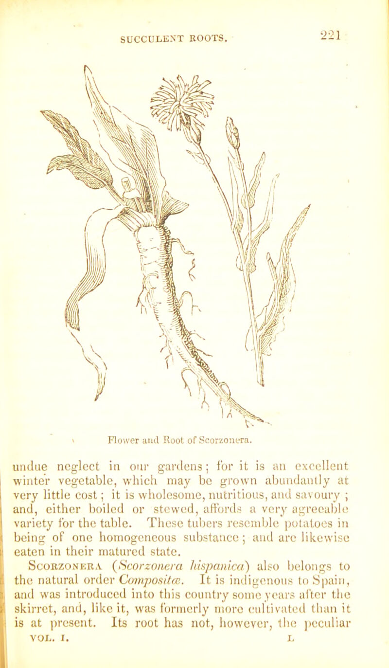 ■221 Flower and Root of Scorzoiiera. undue neglect in our gardens; for it is an excellent winter vegetable, which may be grown abundanliy at very little cost; it is wholesome, nutritious, and savoury ; and, either boiled or stewed, atford.s a very agreeable variety for the table. These tnljcrs resemble potatoes in being of one homogeneous substance ; and arc likewise eaten in their matured state. ScoBzoNERa (Scorznneia hispanica) also belongs to the natural order Cumpositai. It is indigenous to Spain, and was introduced into this country some years ai'ter the skirret, and, like it, wtis formerly more cidtivatcd than it is at present. Its root has not, however, the ])cculiar VOL. I. L