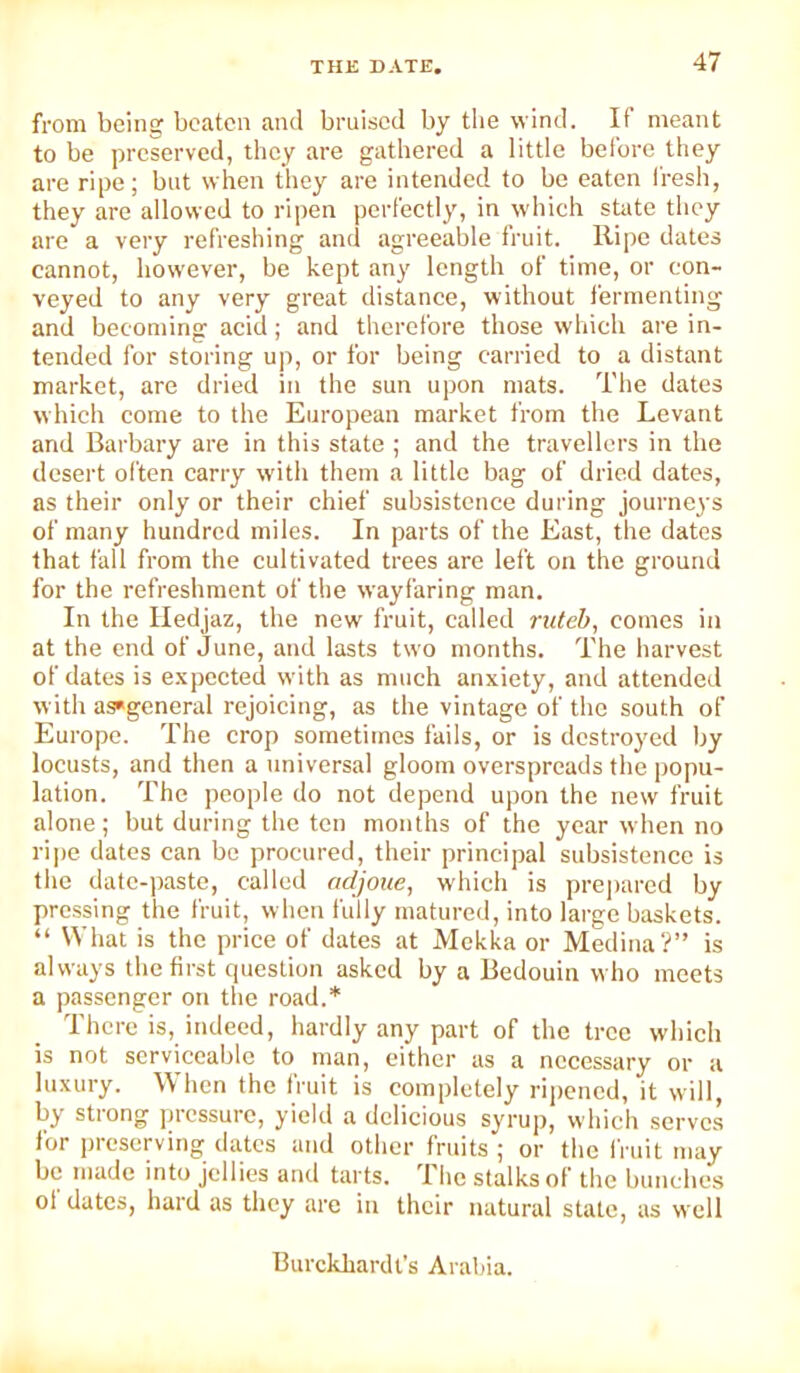 from being beaten and bruised by the wind. If meant to be preserved, they are gathered a little before they are ripe; but when they are intended to be eaten Iresh, they are allowed to ripen perfectly, in which state they are a very refreshing and agreeable fruit. Ripe dates cannot, however, be kept any length of time, or con- veyed to any very great distance, without fermenting and becoming acid; and therefore those which are in- tended for storing up, or for being carried to a distant market, are dried in the sun upon mats. The dates which come to the European market from the Levant and Barbary are in this state ; and the travellers in the desert often carry with them a little bag of dried dates, as their only or their chief subsistence during journeys of many hundred miles. In parts of the East, the dates that fall from the cultivated trees are left on the ground for the refreshment of the wayfaring man. In the Iledjaz, the new fruit, called ruteb, comes in at the end of June, and lasts two months. The harvest of dates is expected with as much anxiety, and attended with as«general rejoicing, as the vintage of the south of Europe. The crop sometimes fails, or is destroyed by locusts, and then a universal gloom overspreads the popu- lation. The people do not depend upon the new fruit alone ; but during the ten months of the year when no ripe dates can be procured, their principal subsistence is the datc-])aste, called adjoue, which is pre])ared by pressing the fruit, when fully matured, into large baskets. “ What is the price of dates at Mckka or Medina?” is always the first question asked by a Bedouin who meets a passenger on the road.* There is, indeed, hardly any part of the tree which is not serviceable to man, either as a necessary or a luxury. When the fruit is completely ripened, it will, by strong pressure, yield a delicious syruj), which serves for preserving dates and other fruits ; or the I'niit may be made into jellies and tarts. 1 he stalks of the bum lies of dates, hard as they are in their natural state, as well Burckhardt’s Arabia.