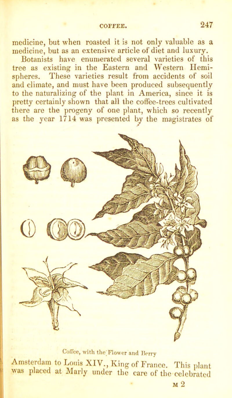 medicine, but when roasted it is not only valuable as a medicine, but as an extensive article of diet and luxury. Botanists have enumerated several varieties of this tree as existing in the Eastern and Western Hemi- spheres. These varieties result from accidents of soil and climate, and must have been produced subsequently to the naturalizing of the plant in America, since it is pretty certainly shown that all the coffee-trees cultivated there are the progeny of one plant, which so recently as the year 1714 was presented by the magistrates of Co(ree, with the Flower and tlerry Amsterdam to Louis XIV., King of France. This plant was placed at Marly under the care of the celebrated M 2