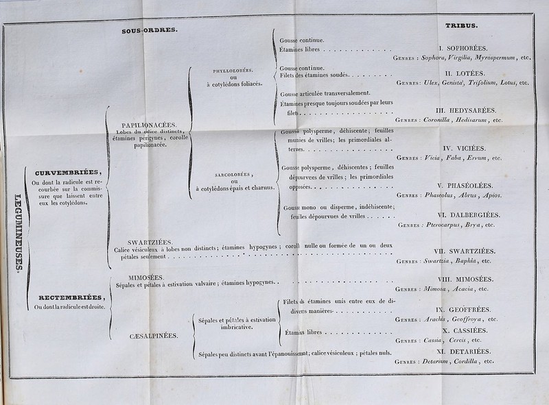 sasflSNïMûfîa'ï SOUS-jOR.mB.ES. Gousse continue. , Étamines libres . PHYLLOLORliES. OU à cotylédons foliacés. Gousse continue. Filets des étamines soudés. TRIBUS. I. SOPHORÉES. Genres : Sophora^ J^irgiUuj Myrospermum y etc» II. LOTÉES. Genres; Ulexy^ Genista\ Trifolium, Lotus, etc. PAPILIONACEES. Lobes du ooîice distincts, étamines périgynes, corolle papilionacée. Ou dont la radicule est re- courbée sur la commis- sure que laissent entre eux les cotylédons. Gousse articulée transversalement. Étamines presque toujours soudées par leurs III. HEDYSARÉES. Genres ; Coronilla, Jiedisarum , etc. Gousse polysperme, déhiscente 5 feuilles munies de vrilles; les primordiales al- ternes. - IV. VICIÉES. Genres : Vicia, Faha, Eruum, etc. Gousse polysperme, déhiscentes ; feuilles dépourvues de vrilles ; les primordiales à cotylédons épais et cliamus. \ opposées V. PHASÉOLÊES. Genres ; Phaseolus, jTbrus, jipios. Gousse mono ou disperme, indéhiscente; SA.RCOLOB:éES , ou feuilles dépourvues de vrilles .... Calice^^stcukuxT’lobes non distincts; étamin^^ hypogynes ; corolli nulle ou formée de un on deux pétales seulement * VI. DALBERGIEES. Genres .* Pterocarpus, Bjyci, etc. Vn. SWARTZIÉES. Genres : Swartzia, Baphia, etc. MIMOSÉES. . . . , Sépales et pétales à estivation valvaire ; étamines hypogynes. RECTBMBRIBES , Oudonllaradiculeestdroite. Filets ds étamines unis entre eux de di- divers manières- CÆSALPINEES. Sépales et pétales à estivation imbricative. , , Etamits libres Sépales peu distincts avant Fepanouissemnt; calice vésiculeux ; pétales mils. VIII. MIMOSEES. Genres : Mimosa, Acacia, etc. IX. GEOFFRÉES. Genres : A rachis , Geoffroj-a, etc. X. CASSIÉES. Genres ; Cassia, Cercis , etc. XI. DETARIÉES. Genres : Detarium , Cordilla , etc.