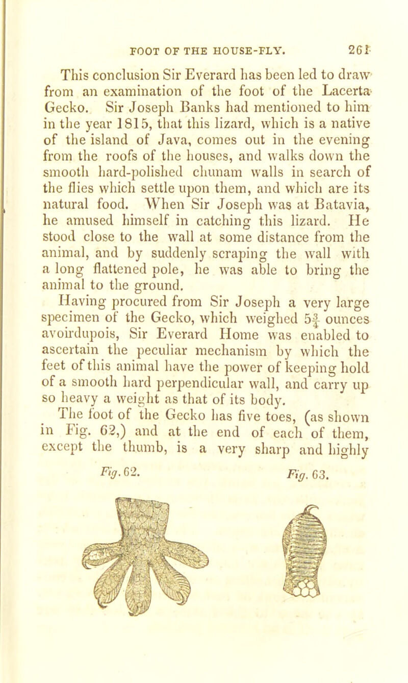 This conclusion Sir Everard has been led to draw from an examination of the foot of the Lacerta- Gecko. Sir Joseph Banks had mentioned to him in the year 1815, that this lizard, which is a native of the island of Java, comes out in the evening from the roofs of the houses, and walks down the smooth hard-polished chunam walls in search of the flies which settle upon them, and which are its natural food. When Sir Joseph was at Batavia, he amused himself in catching this lizard. He stood close to the wall at some distance from the animal, and by suddenly scraping the wall with a long flattened pole, he was alole to bring the animal to the ground. Having procured from Sir Joseph a very large specimen of the Gecko, which weighed ounces avou-dupois. Sir Everard Home was enabled to ascertain the peculiar mechanism by which the feet of this animal have the power of keeping hold of a smooth hard perpendicular wall, and carry up so heavy a weight as that of its body. The foot of the Gecko has five toes, (as shown in Fig. G2,) and at the end of each of them, except the thumb, is a very sharp and liighly F'!/-G2. Fiff. 63.