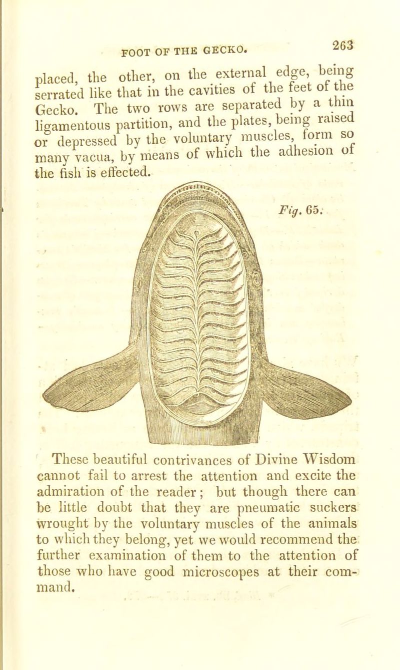 FOOT OF THK GECKO. placed, tlie other, on the external edge being serrated like that in the cavities of the feet ot the Gecko. The two rows are separated by a thin ligamentous partition, and the plates, being raised or depressed by the voluntary muscles form so many vacua, by means of which the adhesion ot the fish is effected. Fig. 65. These beautiful contrivances of Divine Wisdom cannot fail to arrest the attention and excite the admiration of the reader; but though there can be little doubt that they are pneumatic suckers wrought by the voluntary muscles of the animals to which they belong, yet we would recommend the further examination of them to the attention of those who have good microscopes at their com- mand.