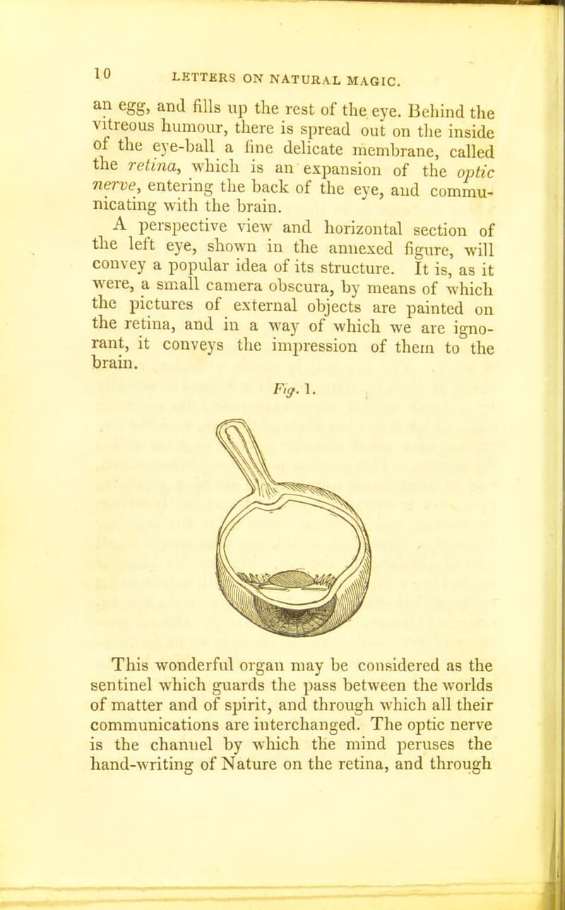 an egg, and fills up the rest of the eye. Behind the vitreous humour, there is spread out on the inside of the eye-ball a fine delicate membrane, called the retina, which is an expansion of the optic nerve, entering the back of the eye, and commu- nicating with the brain. A perspective view and horizontal section of the left eye, shown in the annexed figure, will convey a popular idea of its structure. It is, as it were, a small camera obscura, by means of which the pictures of external objects are painted on the retina, and in a way of which we are igno- rant, it conveys the impression of them to the brain. This wonderful organ may be considered as the sentinel which guards the pass between the worlds of matter and of spirit, and through which all their communications are interchanged. The optic nerve is the channel by which the mind peruses the hand-writing of Nature on the retina, and through