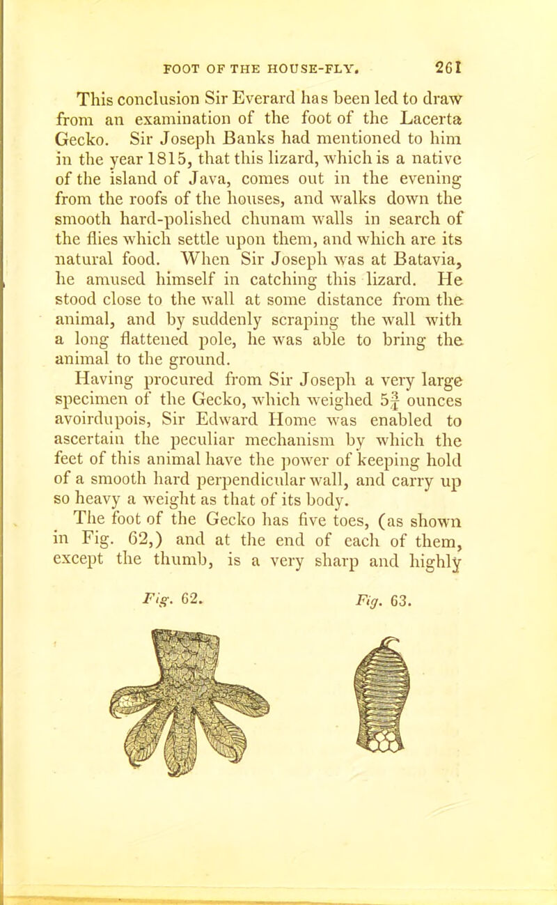 This conclusion Sir Everard has been led to draw from an examination of the foot of the Lacerta Gecko. Sir Joseph Banks had mentioned to him in the year 1815, that this lizard, which is a native of the island of Java, comes out in the evening from the roofs of the houses, and walks down the smooth hard-polished chunam walls in search of the flies which settle upon them, and which are its natural food. When Sir Joseph was at Batavia, he amused himself in catching this lizard. He stood close to the wall at some distance from the animal, and by suddenly scraping the wall with a long flattened pole, he was able to bring the animal to the ground. Having procured from Sir Joseph a very large specimen of the Gecko, which weighed 5j ounces avoirdupois, Sir Edward Home was enabled to ascertain the peculiar mechanism by which the feet of this animal have the power of keeping hold of a smooth hard perpendicular wall, and carry up so heavy a weight as that of its body. The foot of the Gecko has five toes, (as shown in Fig. 62,) and at the end of each of them, except the thumb, is a very sharp and highly Fig: 62. Fiff. 63.