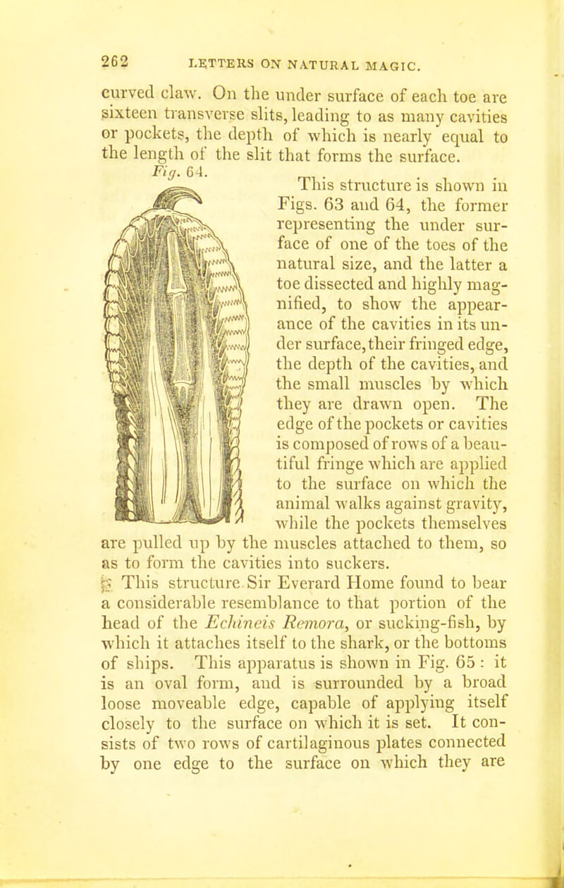 curved claw. On the under surface of each toe are sixteen transverse slits, leading to as many cavities or pockets, the depth of which is nearly equal to the length of the slit that forms the surface. This structure is shov^^n in Figs. 63 and 64, the former representing the under sur- face of one of the toes of the natural size, and the latter a toe dissected and highly mag- nified, to show the appear- ance of the cavities in its un- der surface, their fringed edge, the depth of the cavities, and the small muscles by which they are drawn open. The edge of the pockets or cavities is composed of rows of a beau- tiful fringe which are applied to the surface on which the animal walks against gravity, while the pockets themselves are pulled up by the muscles attached to them, so as to form the cavities into suckers. This structure Sir Everard Home found to bear a considerable resemblance to that portion of the Lead of the Echineis Remora, or sucking-fish, by which it attaches itself to the shai'k, or the bottoms of ships. This apparatus is shown in Fig. 65 : it is an oval form, and is surrounded by a broad loose moveable edge, capable of applying itself closely to the surface on which it is set. It con- sists of two rows of cartilaginous plates connected by one edge to the surface on which they are