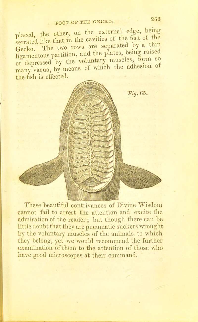 FOOT OF THE GECKO. Tjlaced the other, on the external edge, being S like that in the cavities of tl.e feet of he Gecko The two rows are separatetl by a thui ligamentous partitioii, and the plates, being raised o^^lepressed by the voluntary muscles form so Lny vacua, by means of .vhich the adhesion of the fish is effected. Fig. Go. These beautiful contrivances of Divine Wisdom cannot fail to arrest the attention and excite the admiration of the reader; but though there can be little doubt that they are pneumatic suckers wrought by the voluntary muscles of the animals to which they belong, yet we would recommend the further examination of them to the attention of those who have good microscopes at their command.