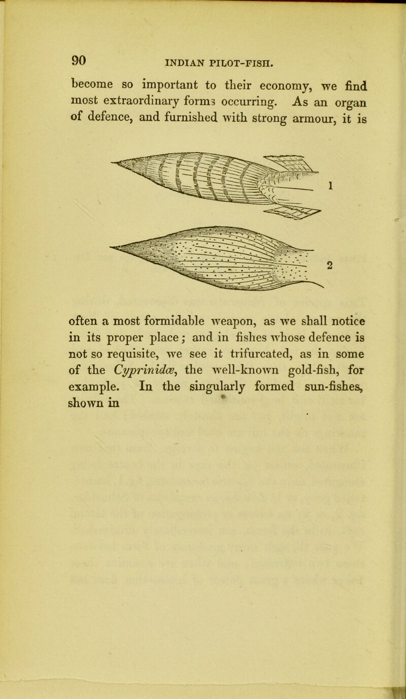 90 become so important to tlieir economy, we find most extraordinary forms occurring. As an organ of defence, and furnished with strong armour, it is often a most formidable weapon, as we shall notice in its proper place; and in fishes whose defence is not so requisite, we see it trifurcated, as in some of the Cyprinidce, the well-known gold-fish, for example. In the singularly formed sun-fishes, shown in