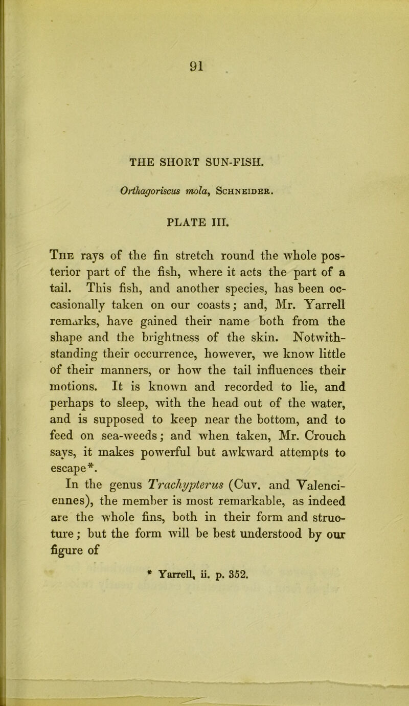 THE SHORT SUN-FISH. Odliagoriscus mola, Schneider. PLATE III. The rays of the fin stretch round the whole pos- terior part of the fish, where it acts the part of a tail. This fish, and another species, has been oc- casionally taken on our coasts; and, Mr. Yarrell remarks, have gained their name both from the shape and the brightness of the skin. Notwith- standing their occurrence, however, we know little of their manners, or how the tail influences their motions. It is known and recorded to lie, and perhaps to sleep, with the head out of the water, and is supposed to keep near the bottom, and to feed on sea-weeds; and when taken, Mr. Crouch savs, it makes powerful but awkward attempts to escape*. In the genus Trachypterus (Cuv. and Valenci- ennes), the member is most remarkable, as indeed are the whole fins, both in their form and struc- ture ; but the form will be best understood by our figure of * Yarrell, ii. p. 352.