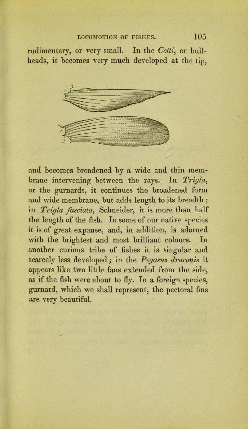 rudimentary, or very small. In the Cotti, or bull- heads, it becomes very much developed at the tip, and becomes broadened by a wide and thin mem- brane intervening between the rays. In Trigla, or the gurnards, it continues the broadened form and wide membrane, but adds length to its breadth ; in Trigla fasciata, Schneider, it is more than half the length of the fish. In some of our native species it is of great expanse, and, in addition, is adorned with the brightest and most brilliant colours. In another curious tribe of fishes it is singular and scarcely less developed; in the Pegasus draconis it appears like two little fans extended from the side, as if the fish were about to fly. In a foreign species, gurnard, which we shall represent, the pectoral fins are very beautiful.