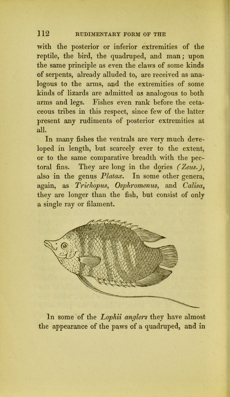 with the posterior or inferior extremities of the reptile, the bird, the quadruped, and man; upon the same principle as even the claws of some kinds of serpents, already alluded to, are received as ana- logous to the arms, and the extremities of some kinds of lizards are admitted as analogous to both arms and legs. Fishes even rank before the ceta- ceous tribes in this respect, since few of the latter present any rudiments of posterior extremities at all. In many fishes the ventrals are very much deve- loped in length, but scarcely ever to the extent, or to the same comparative breadth Math the pec- toral fins. They are long in the dories (Zens.J, also in the genus Vlatcix. In some other genera, again, as Triehopus, Osphromenus, and Calisa, they are longer than the fish, but consist of only a single ray or filament. In some of the Lopkii anglers they have almost the appearance of the paws of a quadruped, and in