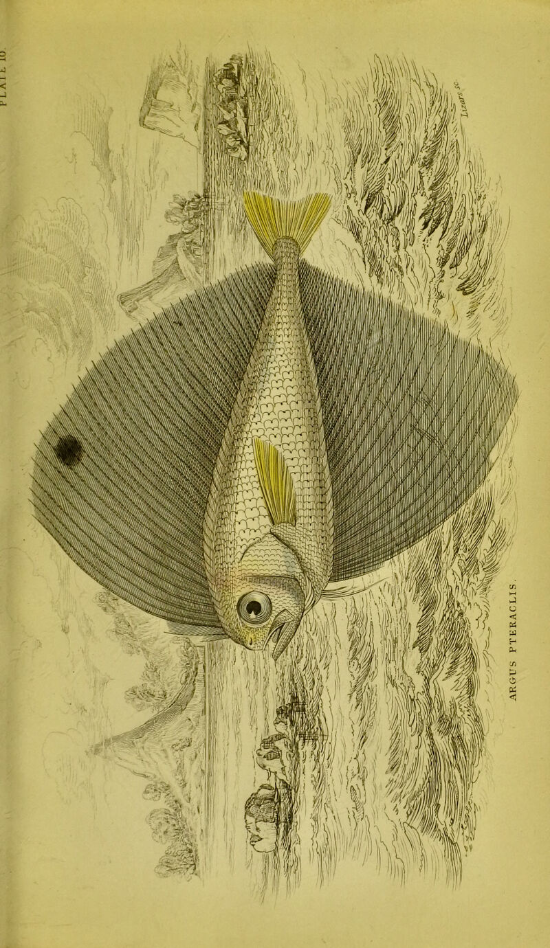 ARGUS PTERACLIS.