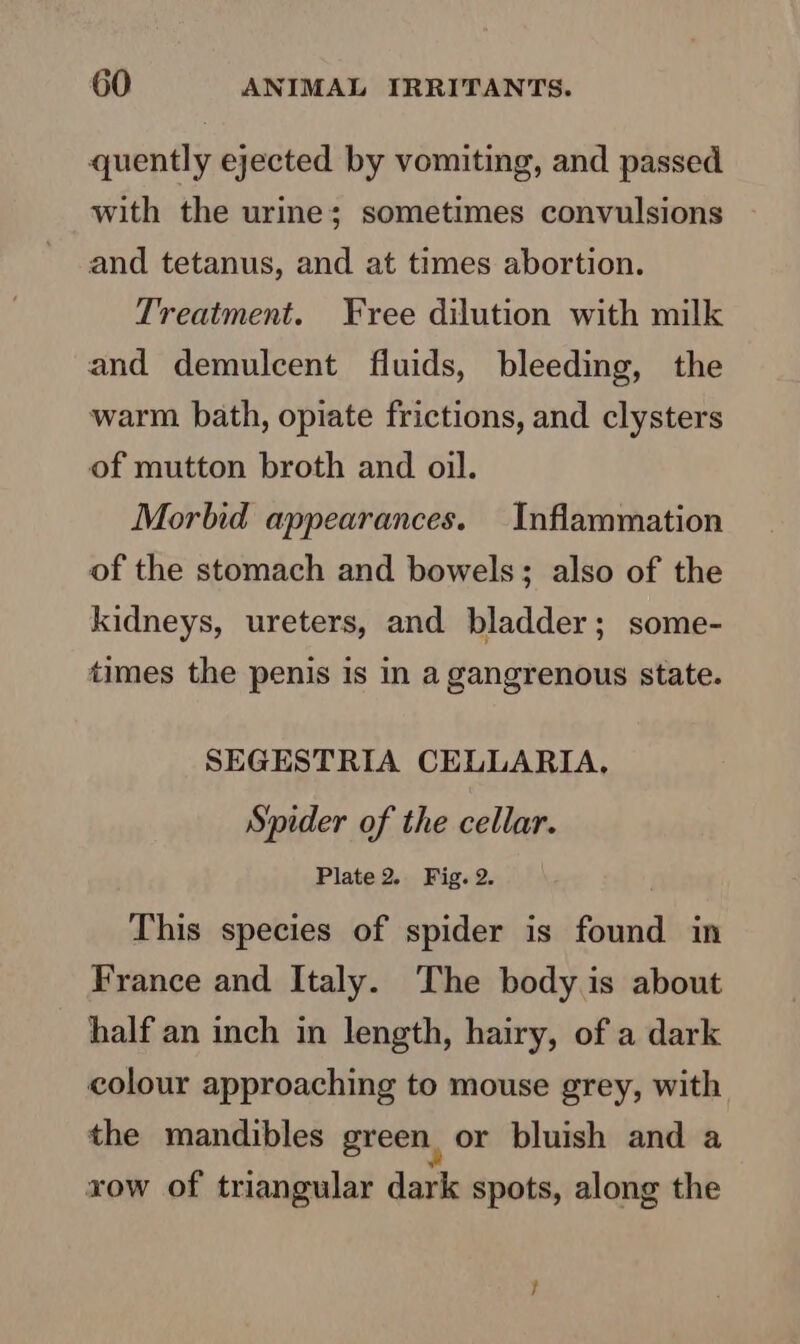 quently ejected by vomiting, and passed with the urine; sometimes convulsions and tetanus, and at times abortion. Treatment. Free dilution with milk and demulcent fluids, bleeding, the warm bath, opiate frictions, and clysters of mutton broth and oil. Morbid appearances. Inflammation of the stomach and bowels; also of the kidneys, ureters, and bladder; some- times the penis is in a gangrenous state. SEGESTRIA CELLARIA, Spider of the cellar. Plate2. Fig. 2. This species of spider is found in France and Italy. The body is about half an inch in length, hairy, of a dark colour approaching to mouse grey, with the mandibles green or bluish and a xow of triangular dark spots, along the